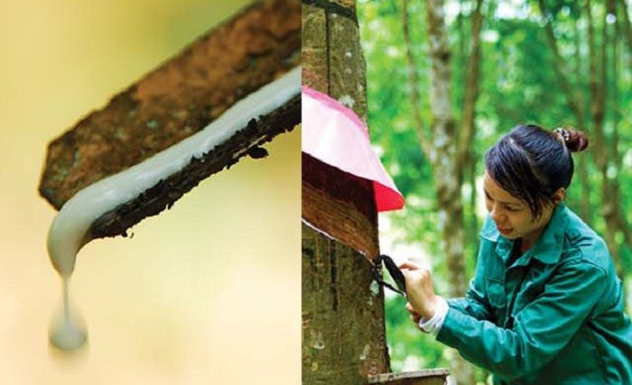 Vietnam rubber major VHG acquires 18% in SRC