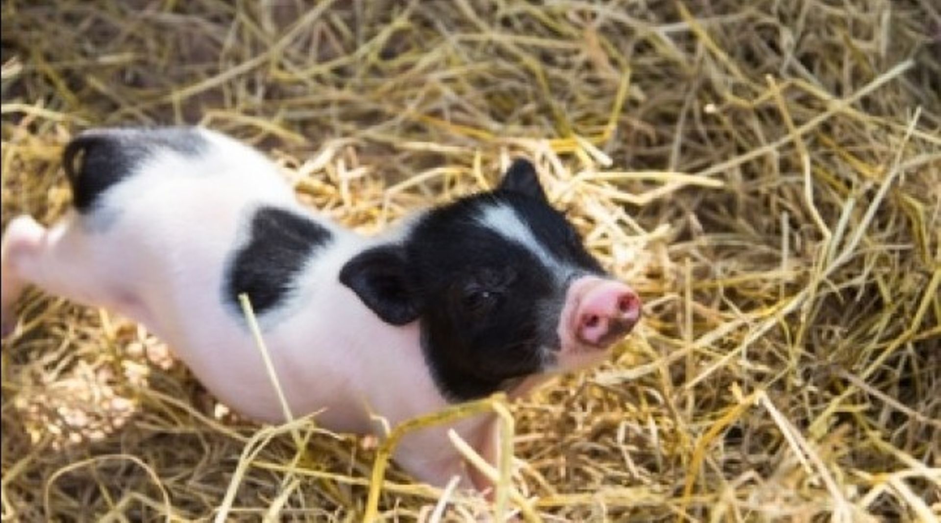 Pure Foods buys out Hormel in Vietnam JV