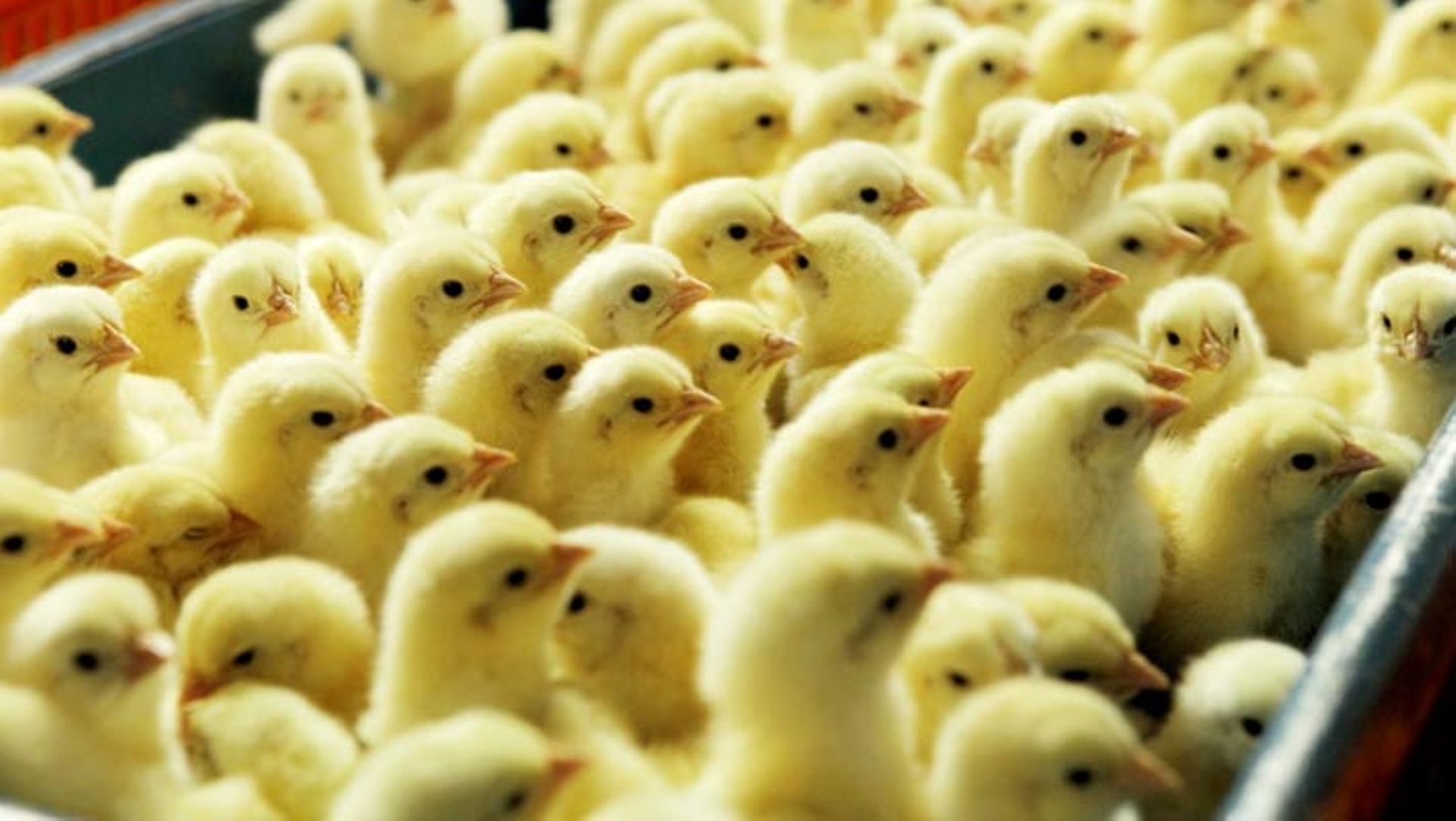 Japfa buys Best Livestock stake in Myanmar JV