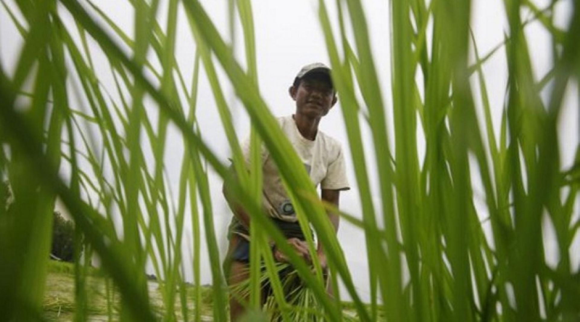 India: Agritech startup Clover raises $5.5m from Omnivore, Accel