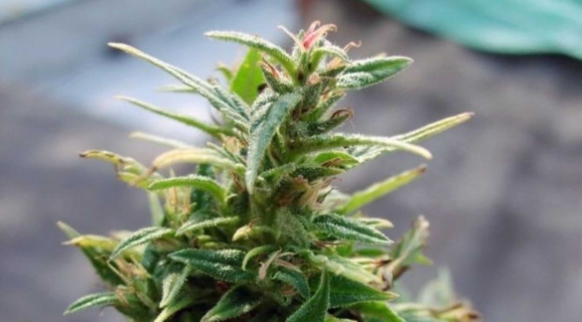 Is Asia missing out on the cannabis business wave?