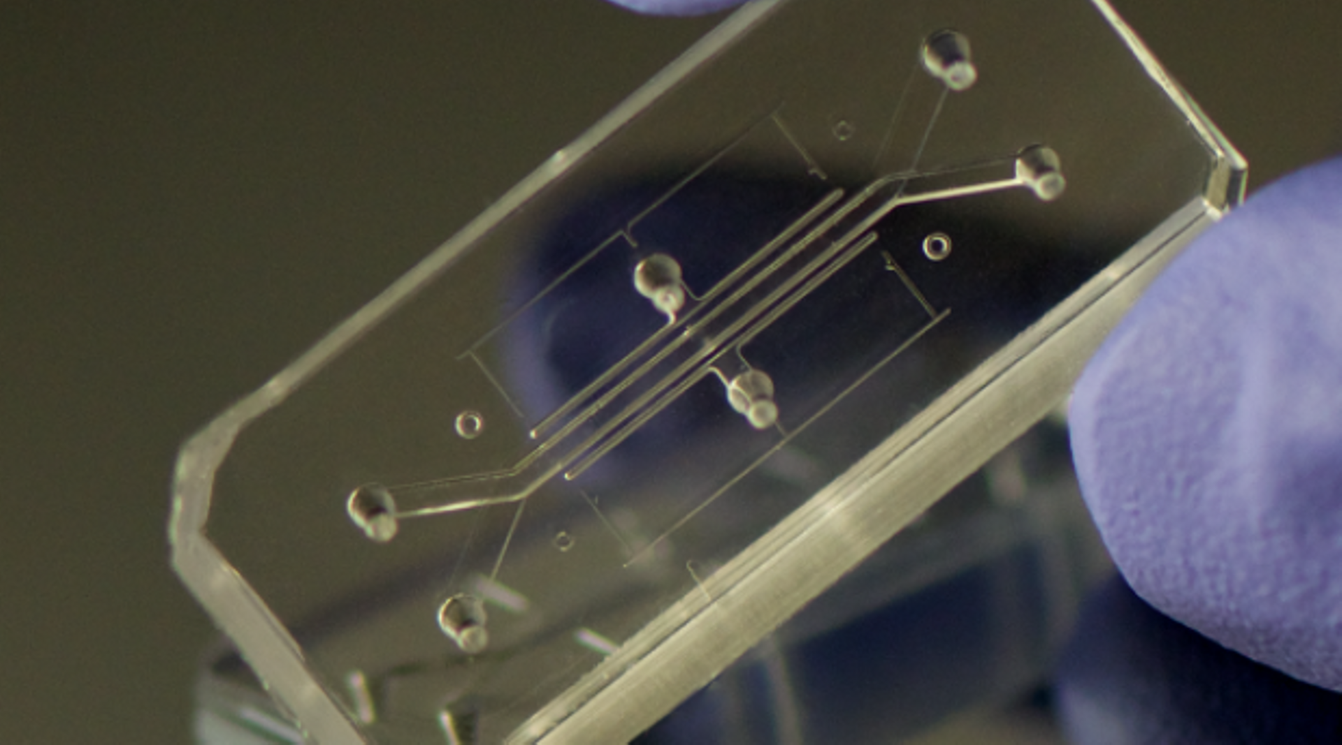 Silicon chips can now mimic human organ functions