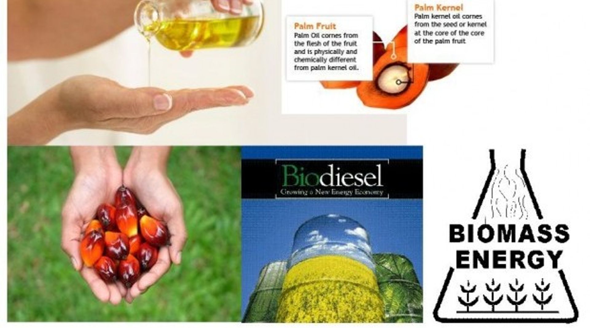 Thai energy giant PTT to divest from Indonesian palm oil biz