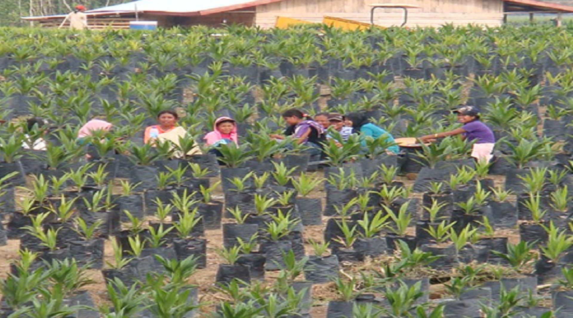 Exclusive: Edible oil company KS Oils in advance talks to raise PE funding