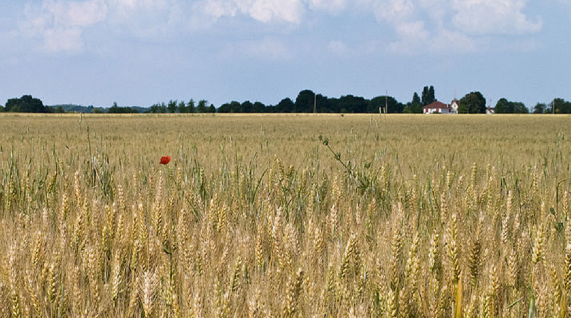 India: Agrichem firm UPL open to buy back TPG Capital, ADIA stakes in Arysta