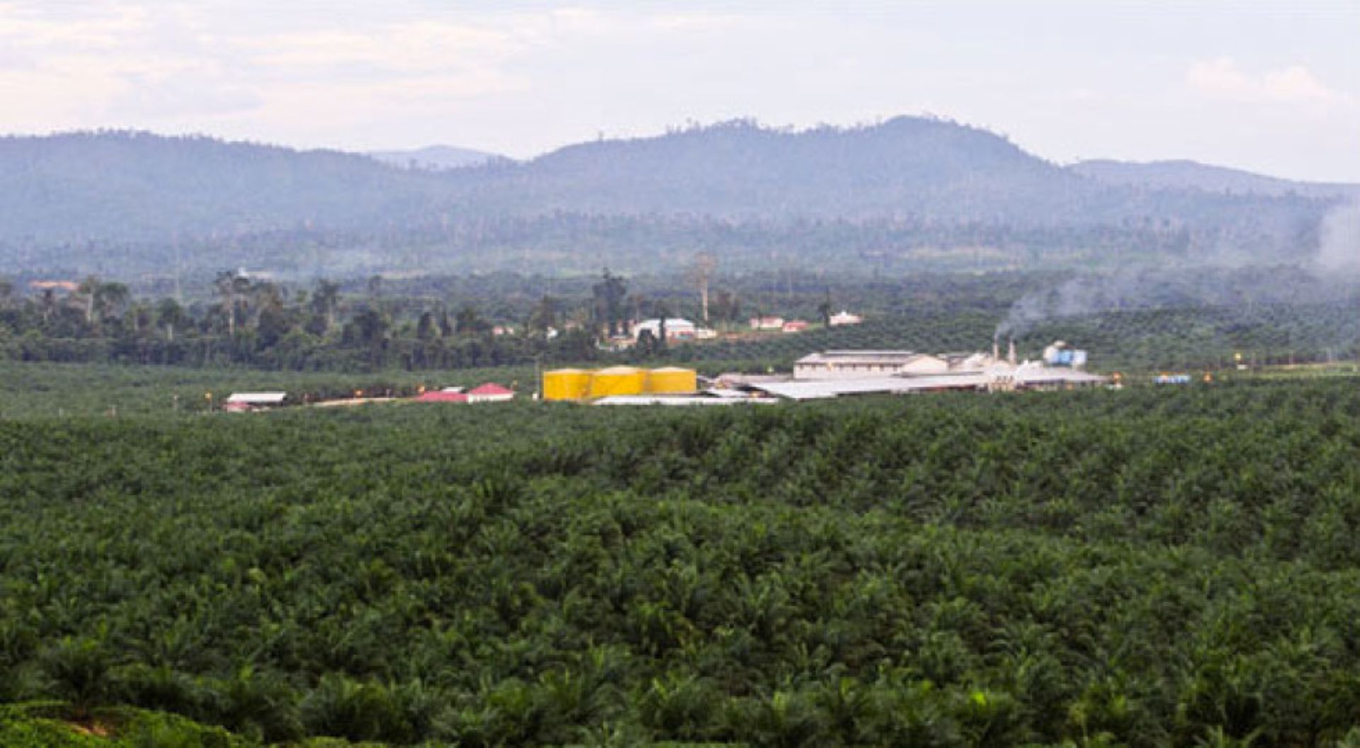 Indonesia: DSN to buy 15% in REA Holdings’ unit; Albizia ups stake in Catur Sentosa