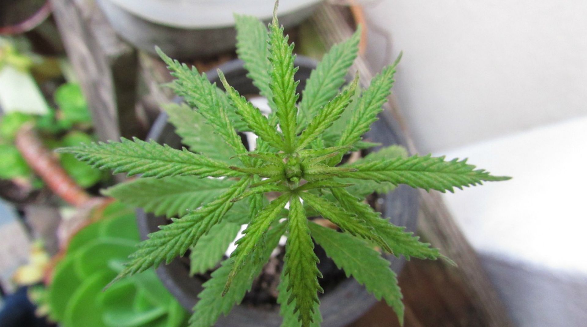 Hoping to avoid burnout, some startups turn to pot