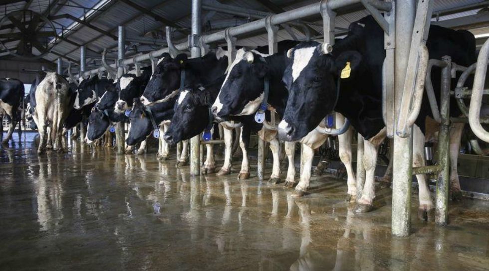 Danone targets protein growth with acquisition of Australia's MADE Group
