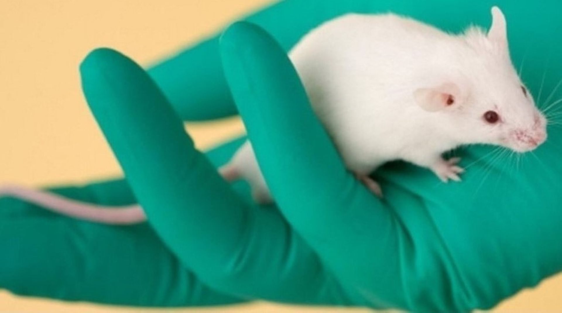 China VC-backed Harbour BioMed acquires Harbour Antibodies