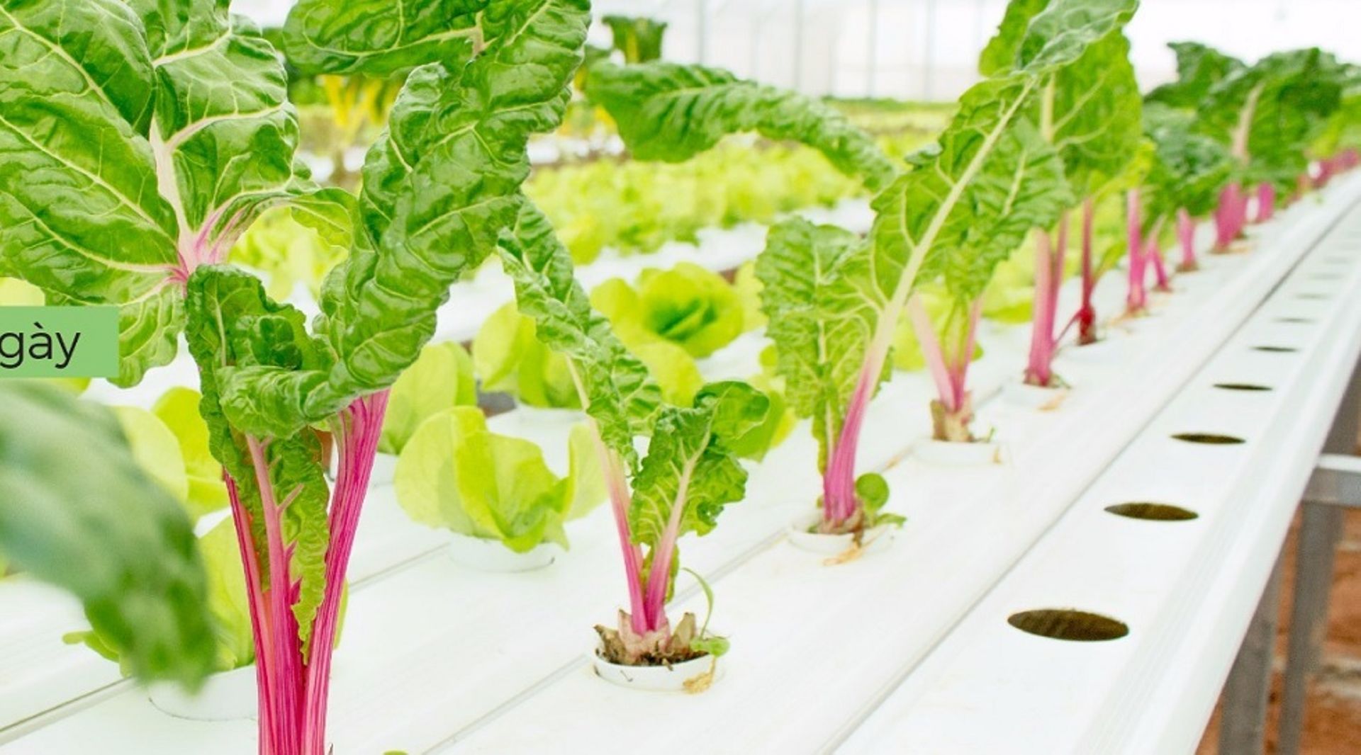 Vietnam: Seedcom-backed Cau Dat Farm aims to solve the math of agriculture with IoT