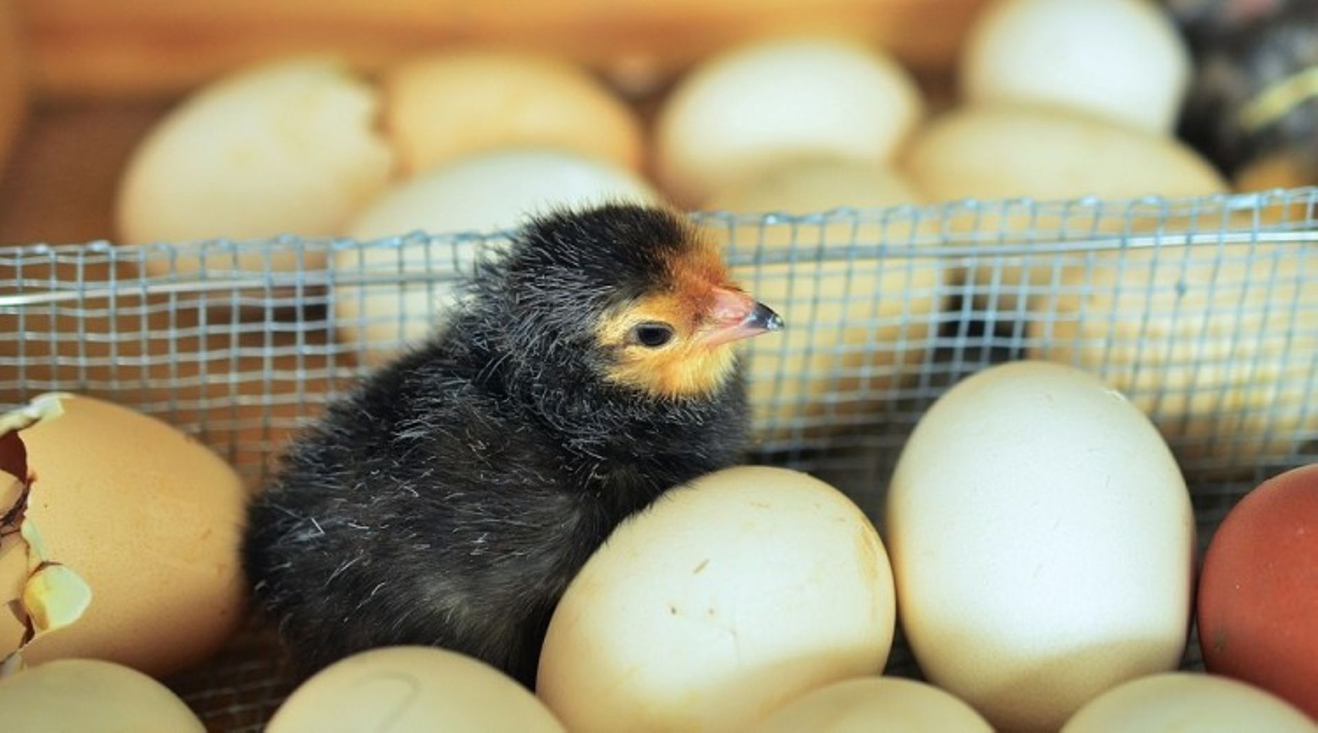 Myanmar New Hope to put $10 m for hatchery and breeder farm in Bago