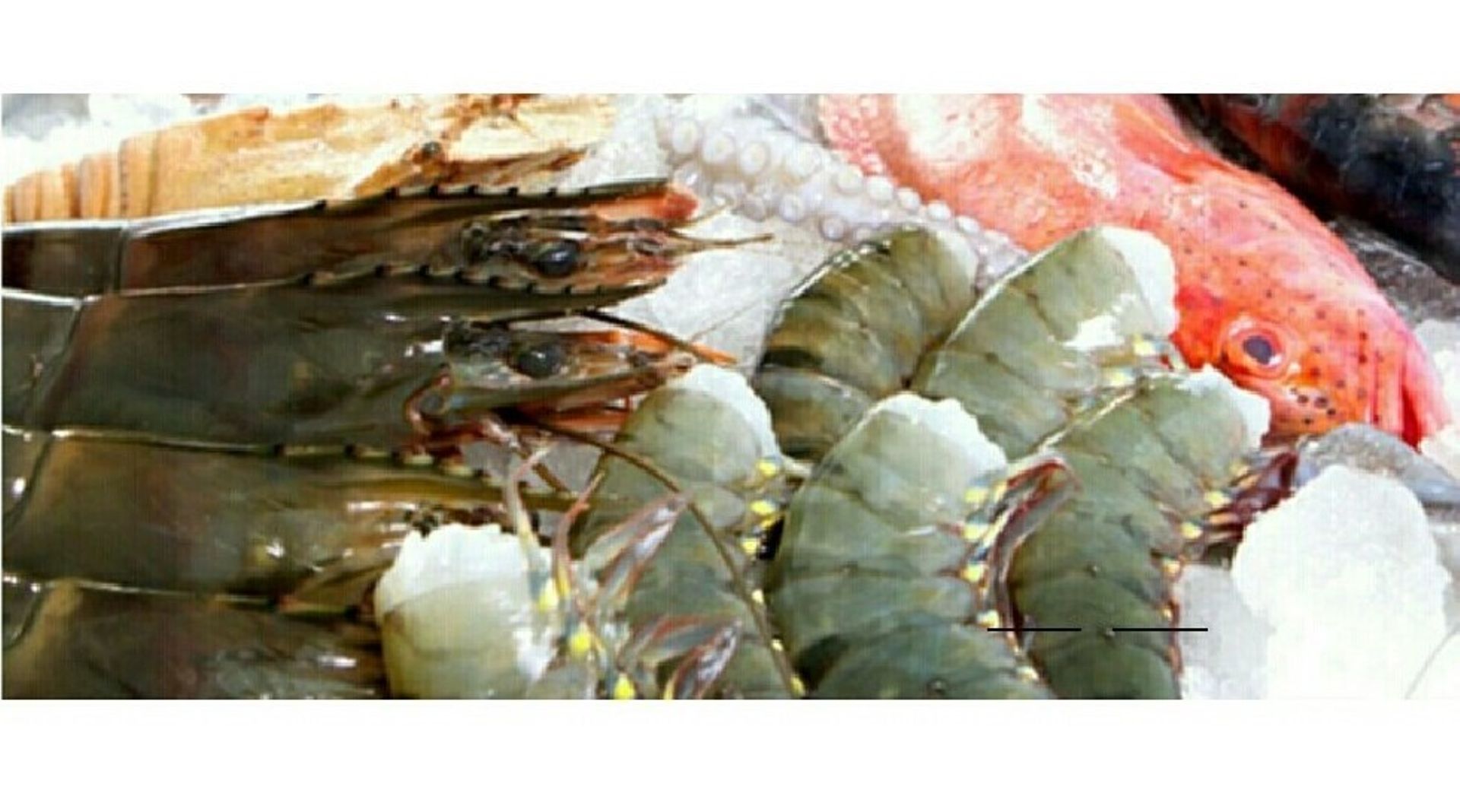 Philippines: Millennium Global picks 49% in Vietnamese aqua foods firm Paseco