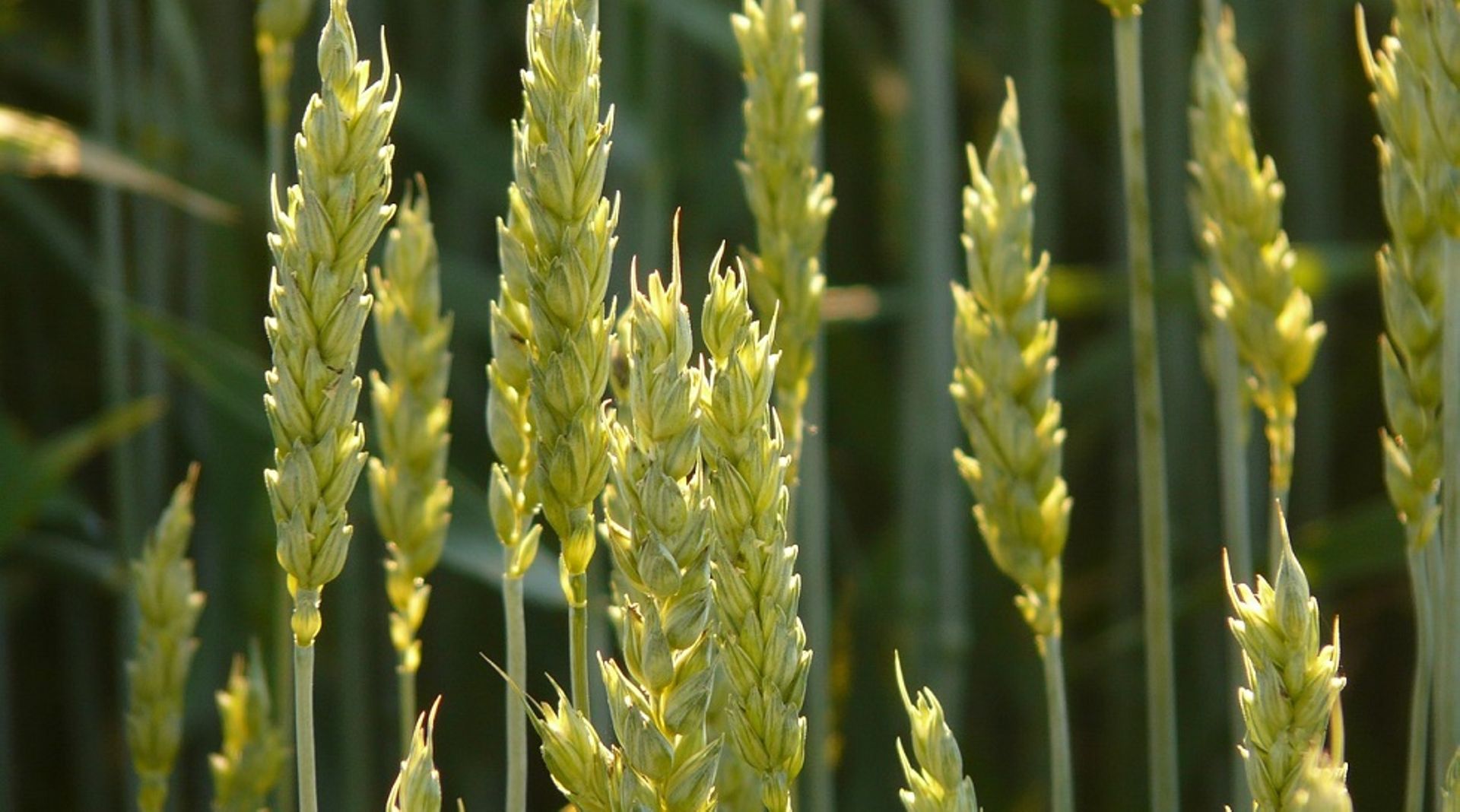 India: Ruchi Soya forms team to explore business restructuring options