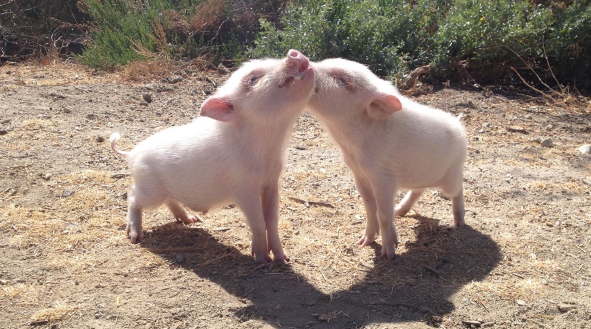 China Digest: Baidu arm backs pig farming startup; XuetangX raises $14m