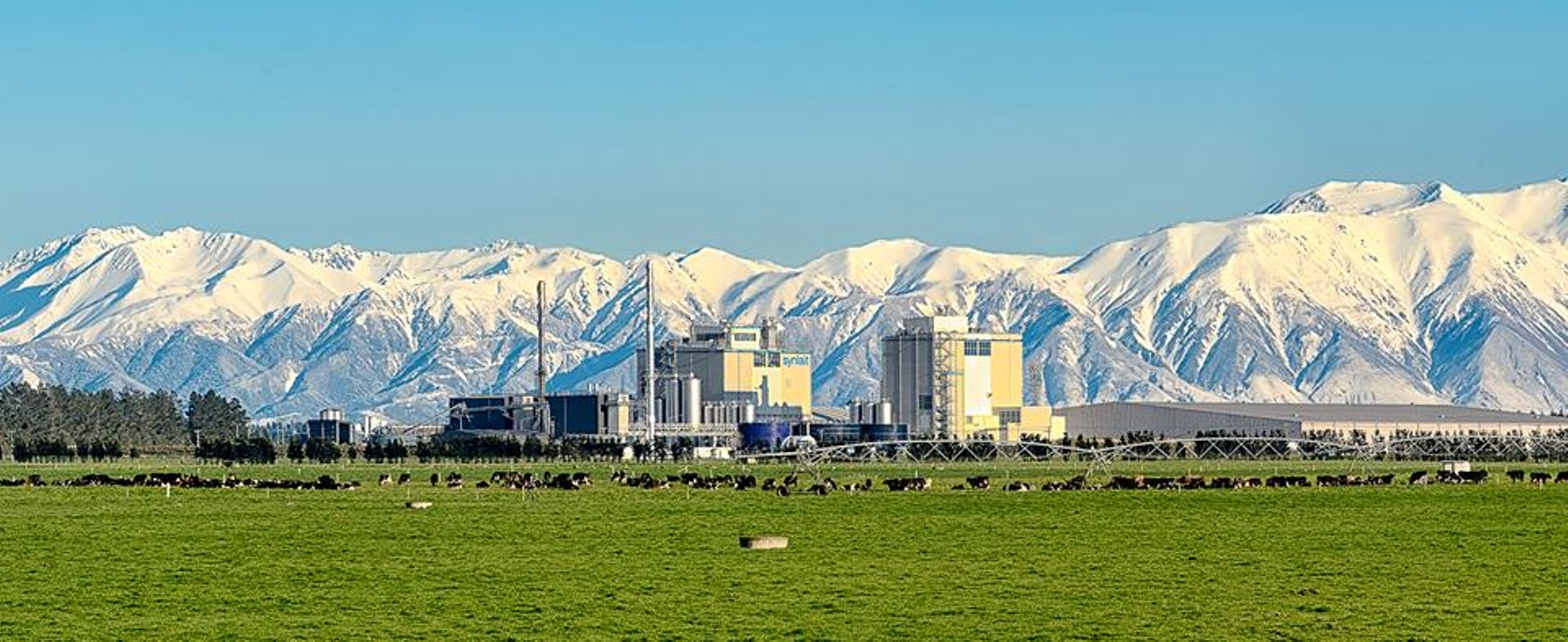 Bright Food-backed Synlait Milk buys Auckland-based dairy firm for $39.8m