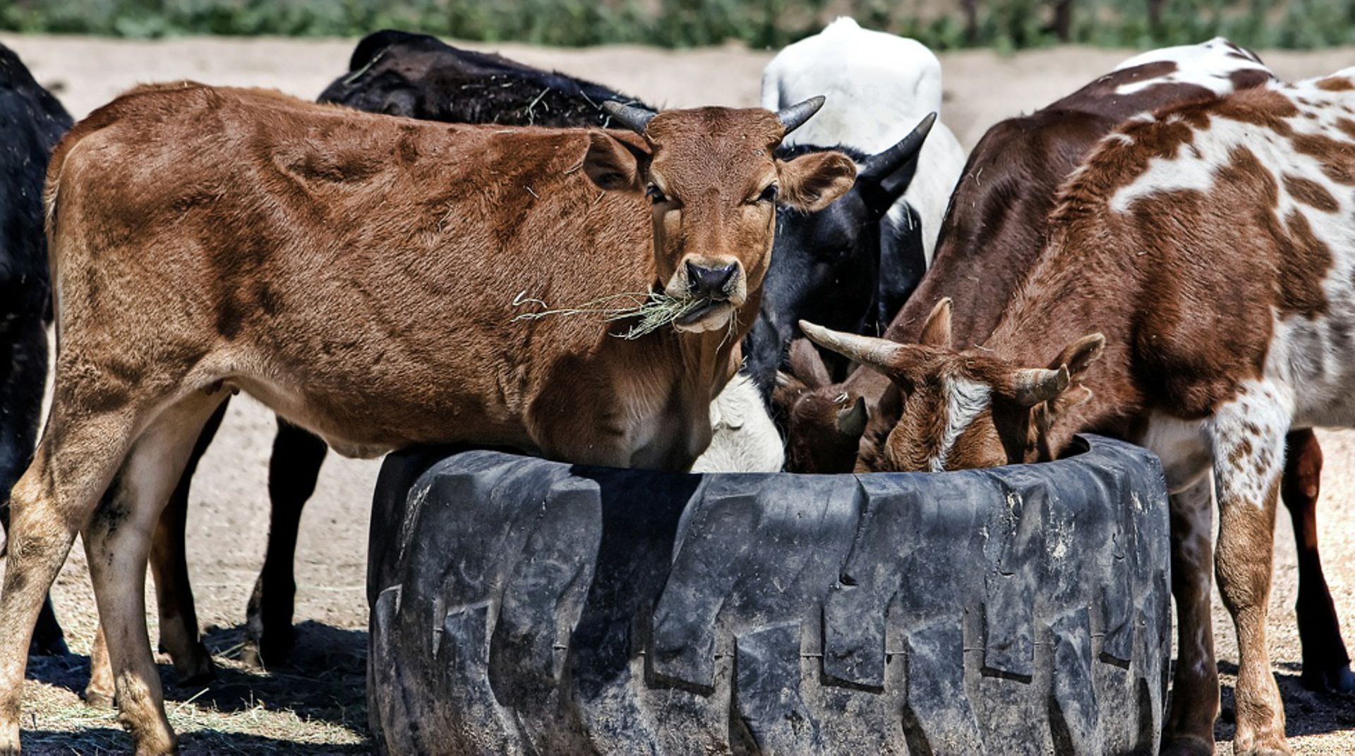 Indian agritech startup DeHaat raises $4.35m led by Omnivore