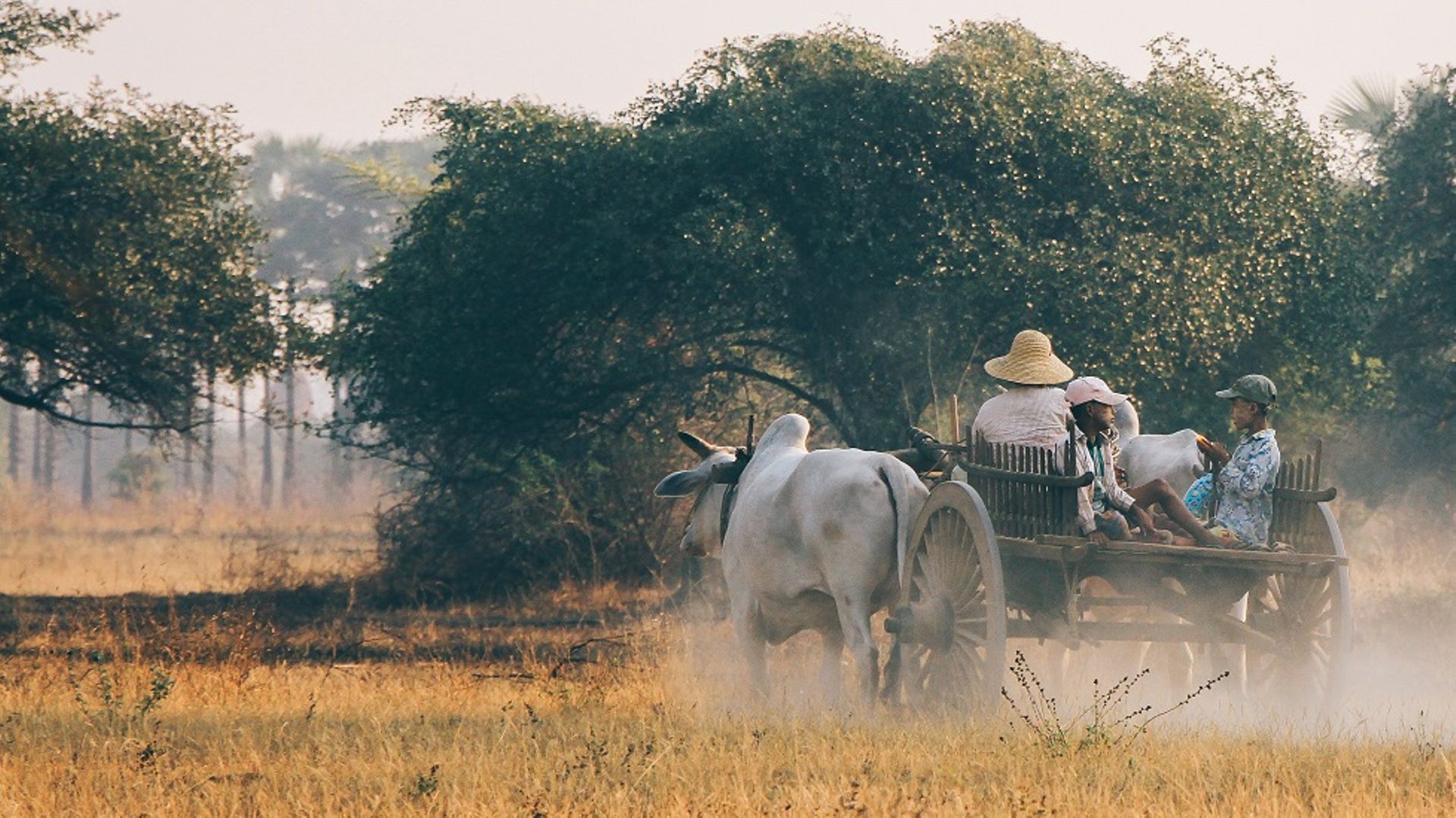 China’s CITIC, Myanmar Rice Federation partner for $400m agribusiness plan