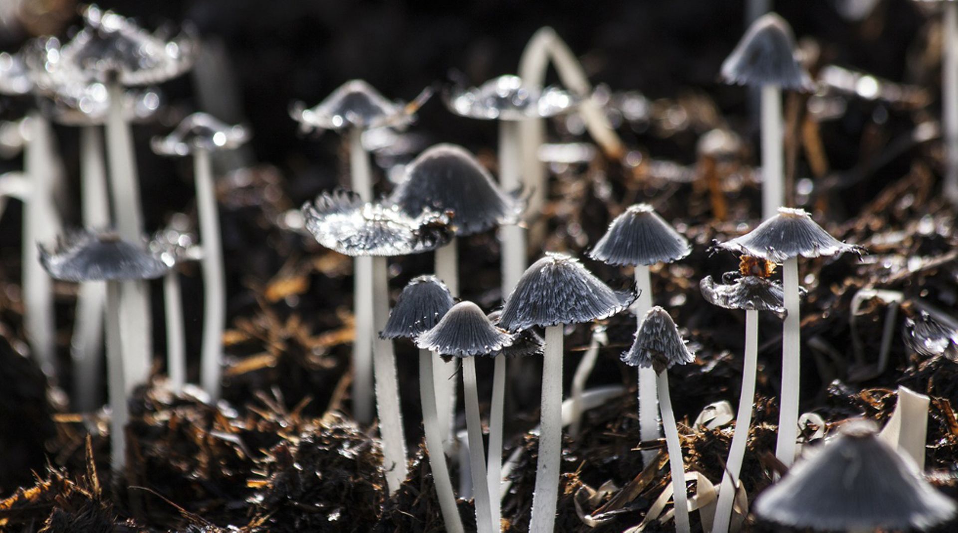 Japan: Bain Capital PE divests 49% in mushroom producer Yukiguni Maitake