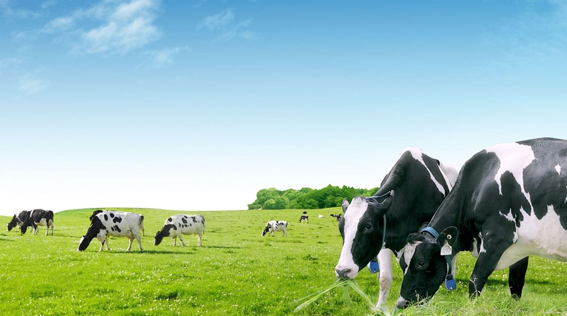Vietnam: Vinamilk to sell another 3.33% shares in October