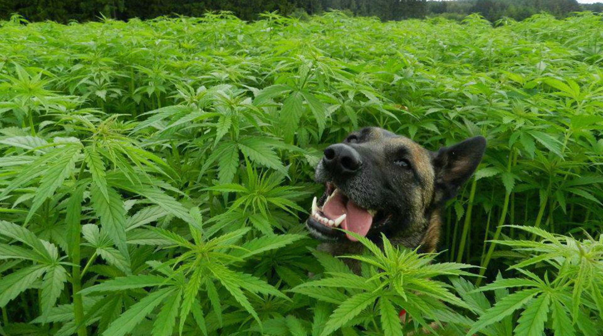 Cannabis startup CannPal to list on ASX, targets $4.7m IPO