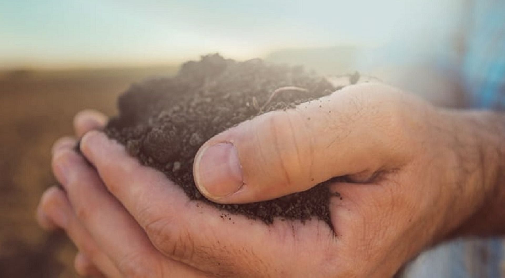 India: Monsanto to sell its cotton seed brand to Tierra Agrotech