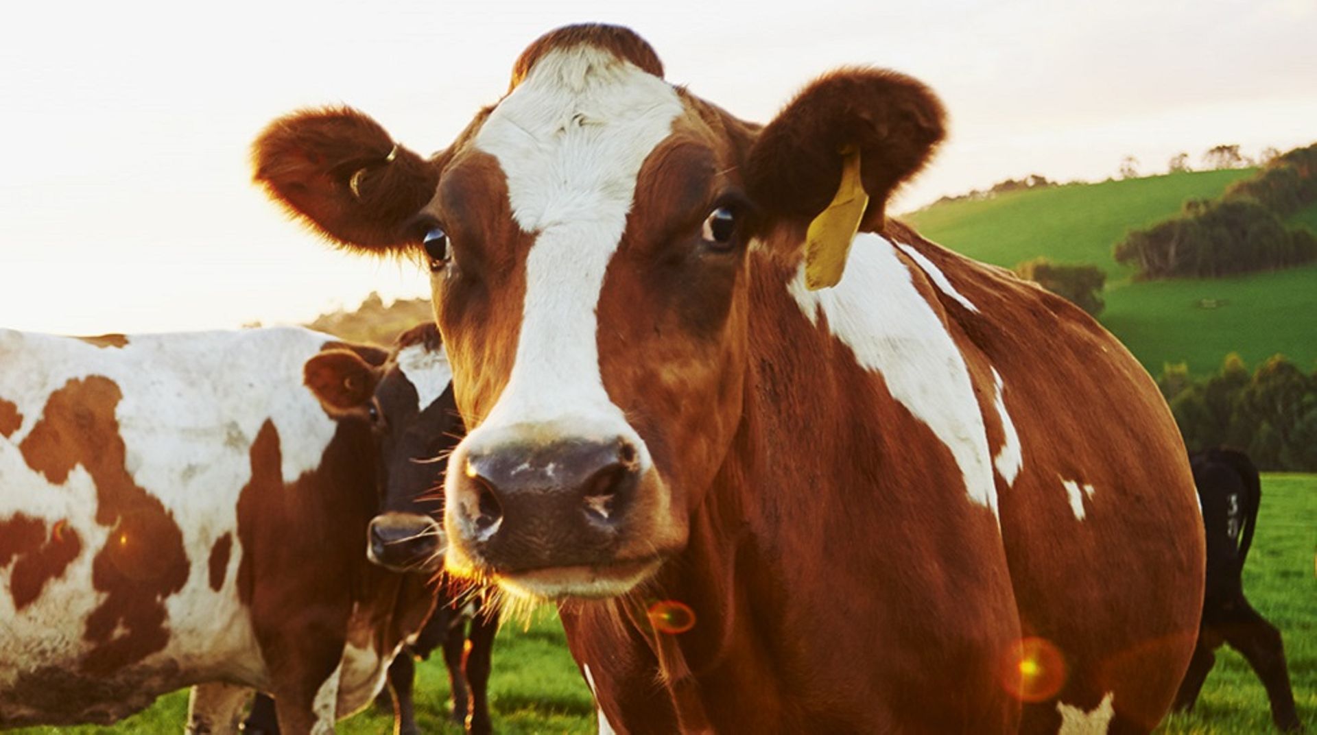 Canada's Saputo to buy Aussie dairy firm Murray Goulburn for $488m