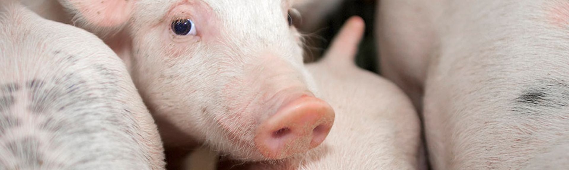 Myanmar Digest: Dutch Trouw Nutrition, Japan’s Oshimanoki plan investments
