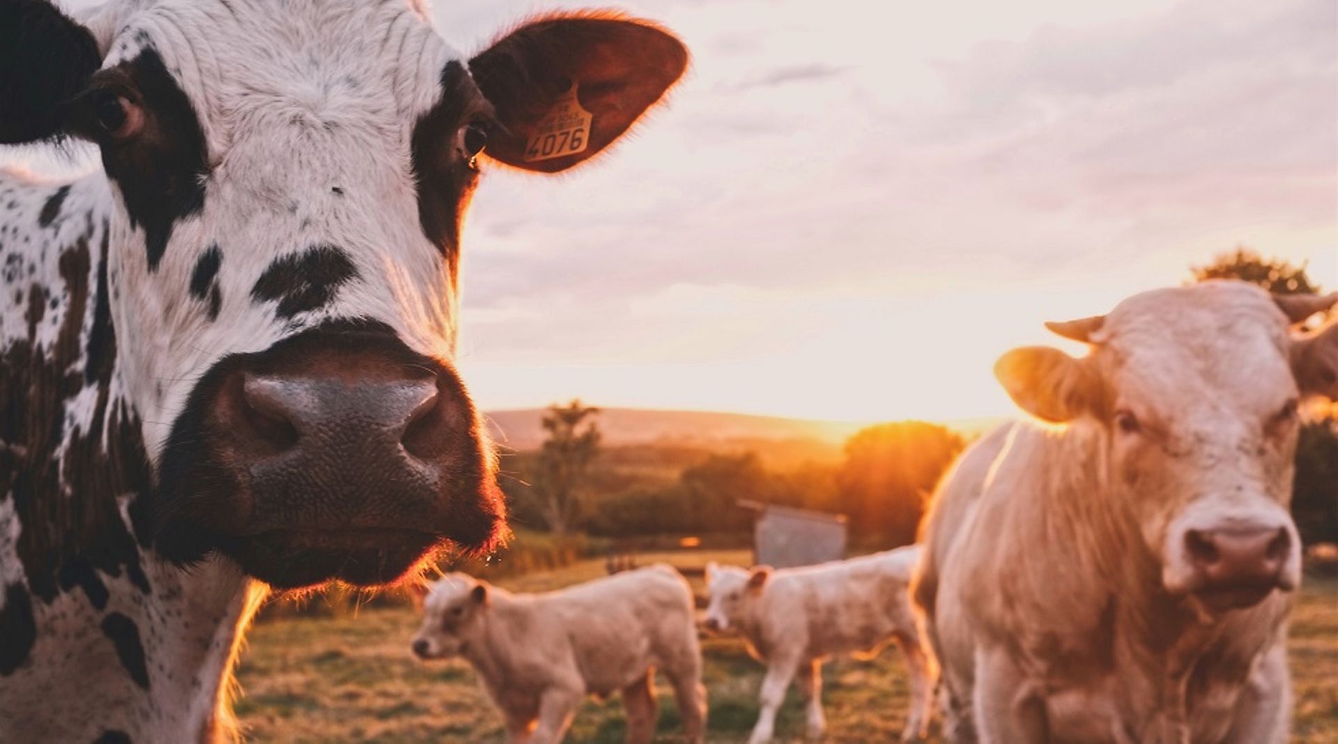 China Huishan Dairy asks lawyers to prepare for provisional liquidation