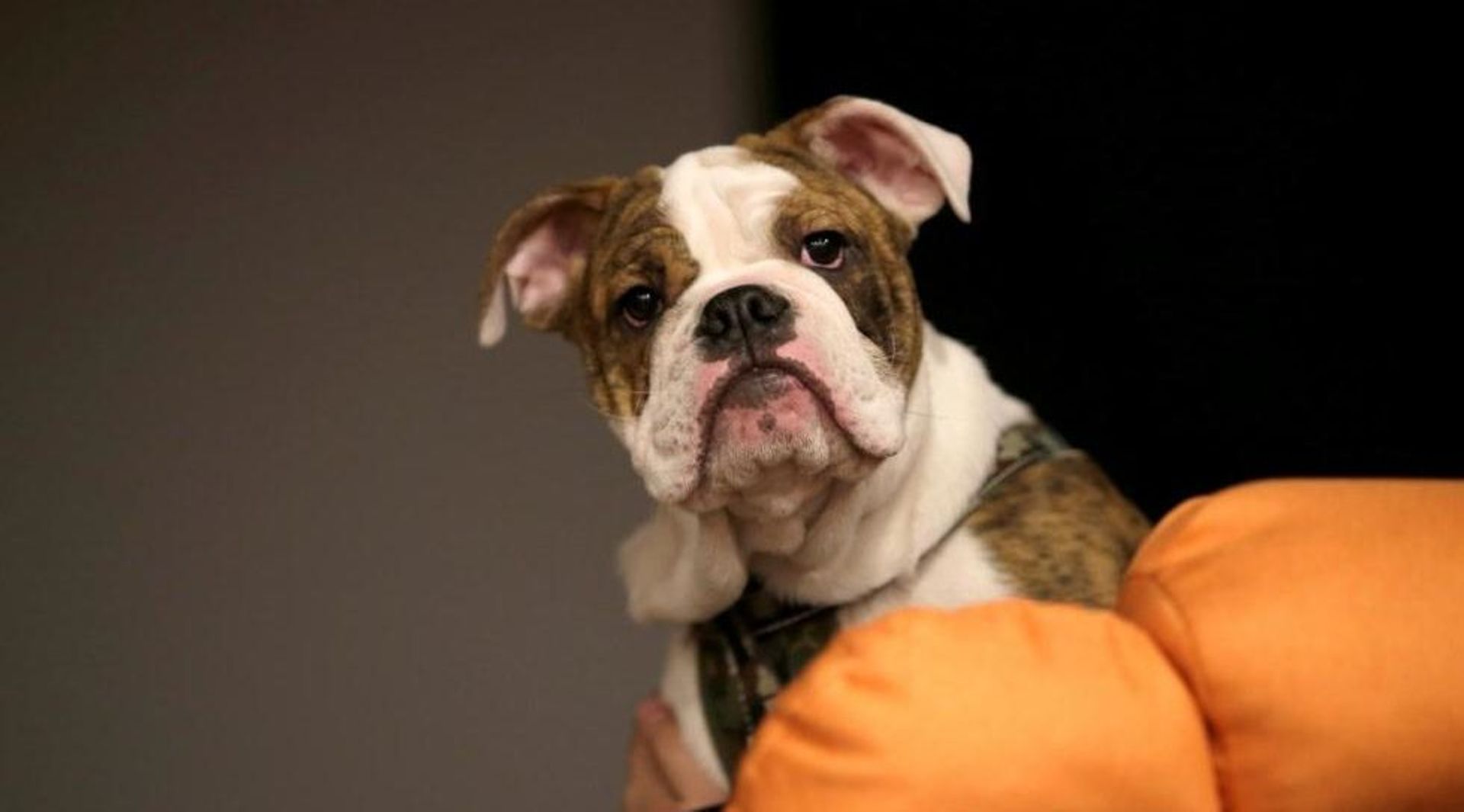 An investor's best friend: China's booming pet market sparks deals