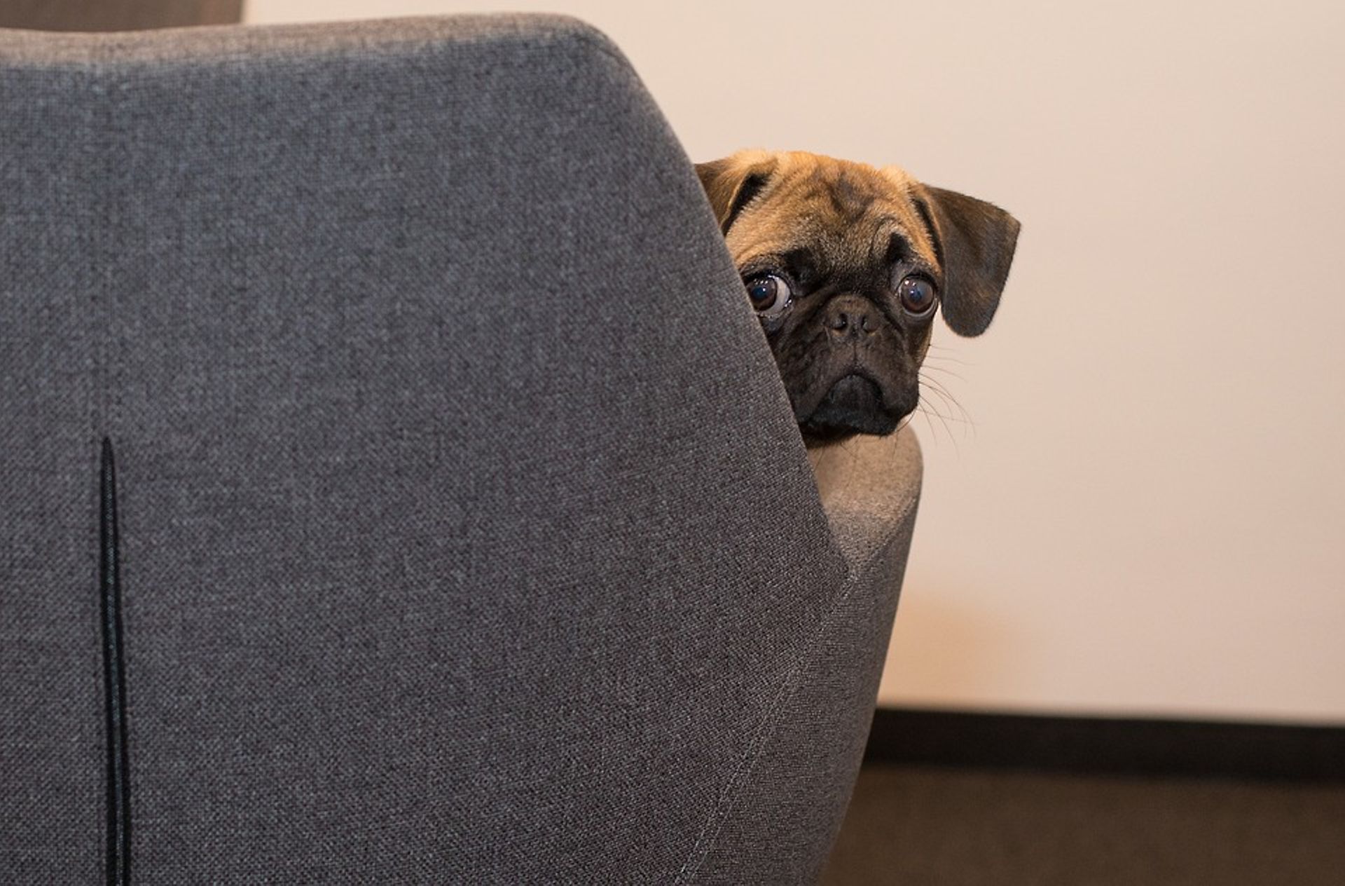 SoftBank-backed WeWork set to offer dog and child-friendly office spaces in Japan
