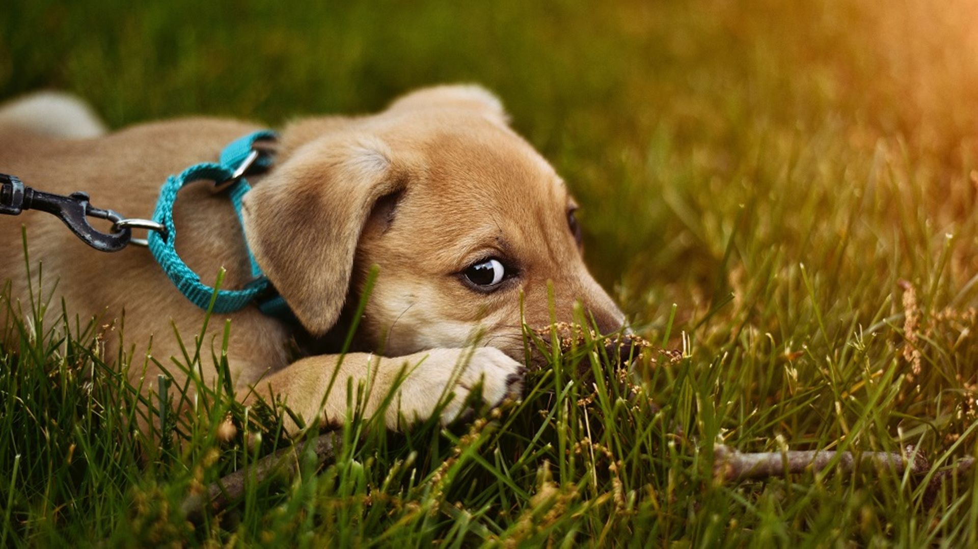 SoftBank Vision Fund invests $300m into dog-walking startup Wag