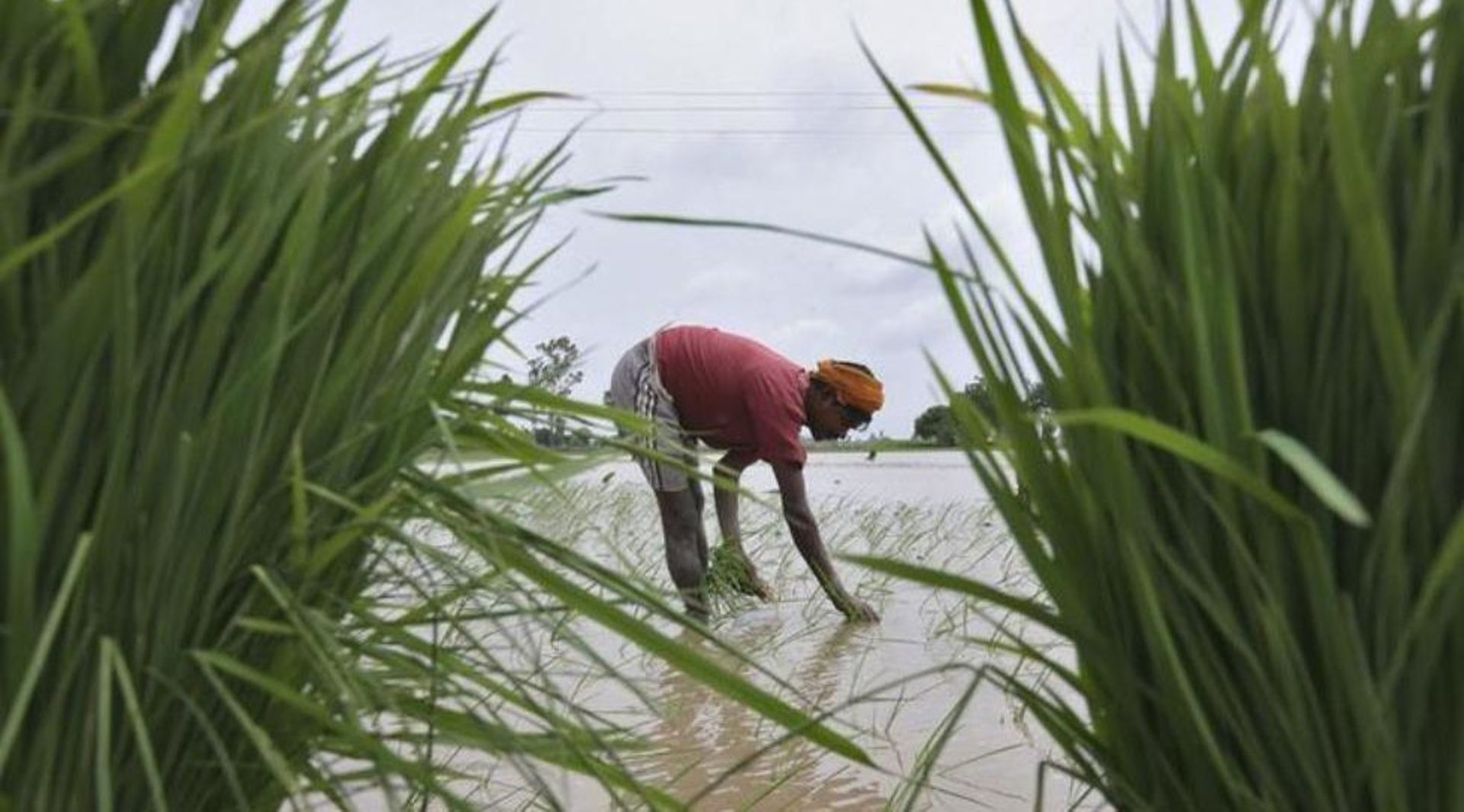 India: Jain Irrigation Systems to raise $40m debt from IFC for expansion