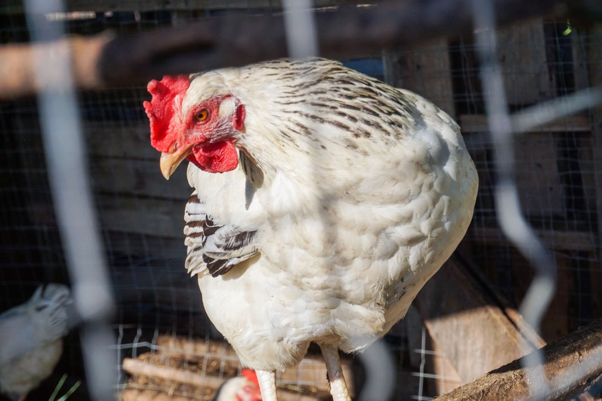 NZ's Tegel Group gets $309m buyout offer from Philippine poultry firm
