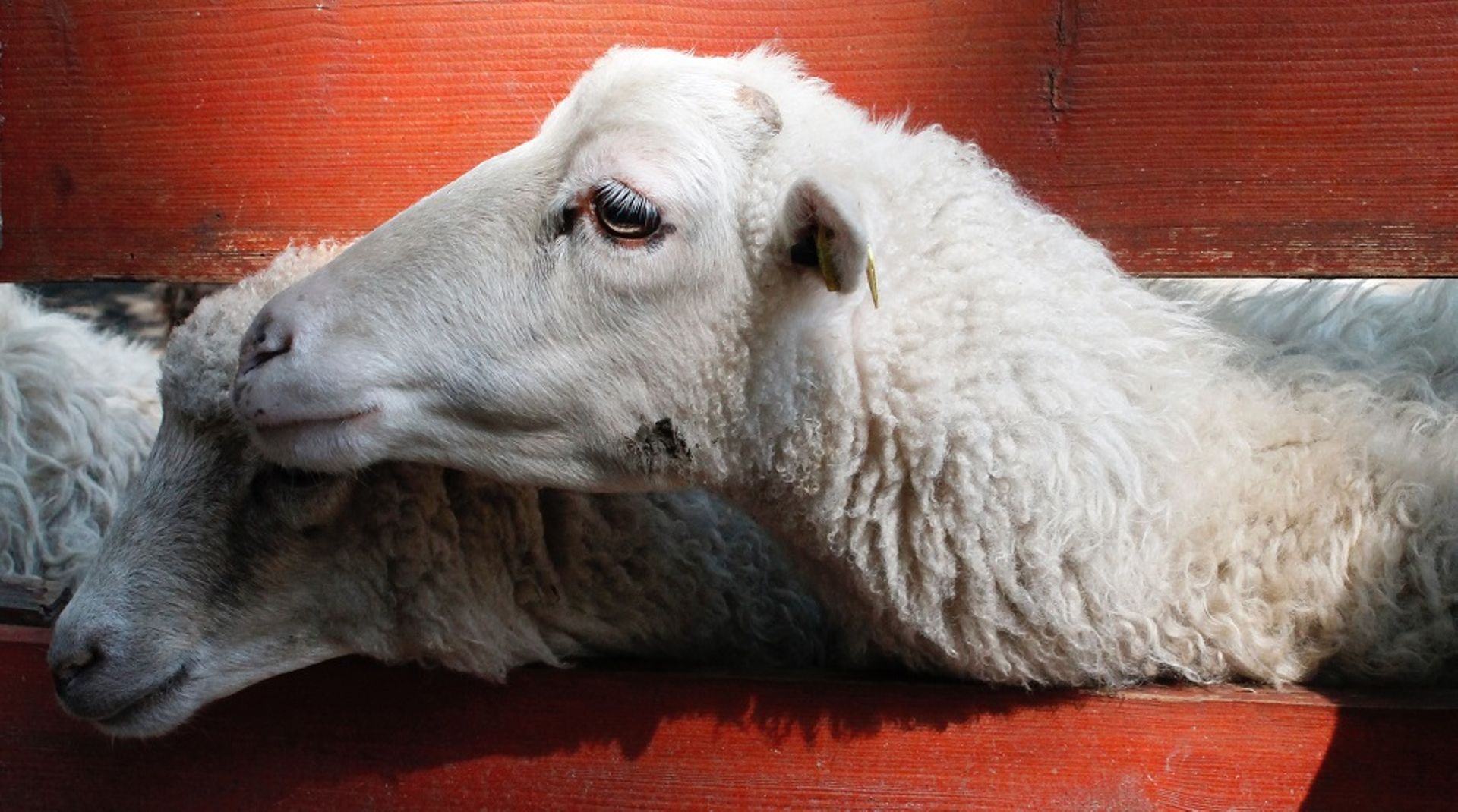 New Zealand's Farm Venture launches $109m diversified agri fund