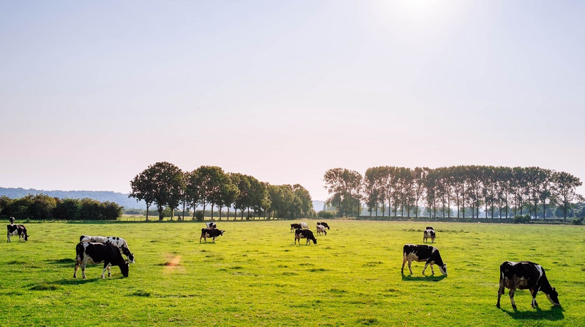 Australia's Bega Cheese to buy Saputo dairy plant for $184.5m