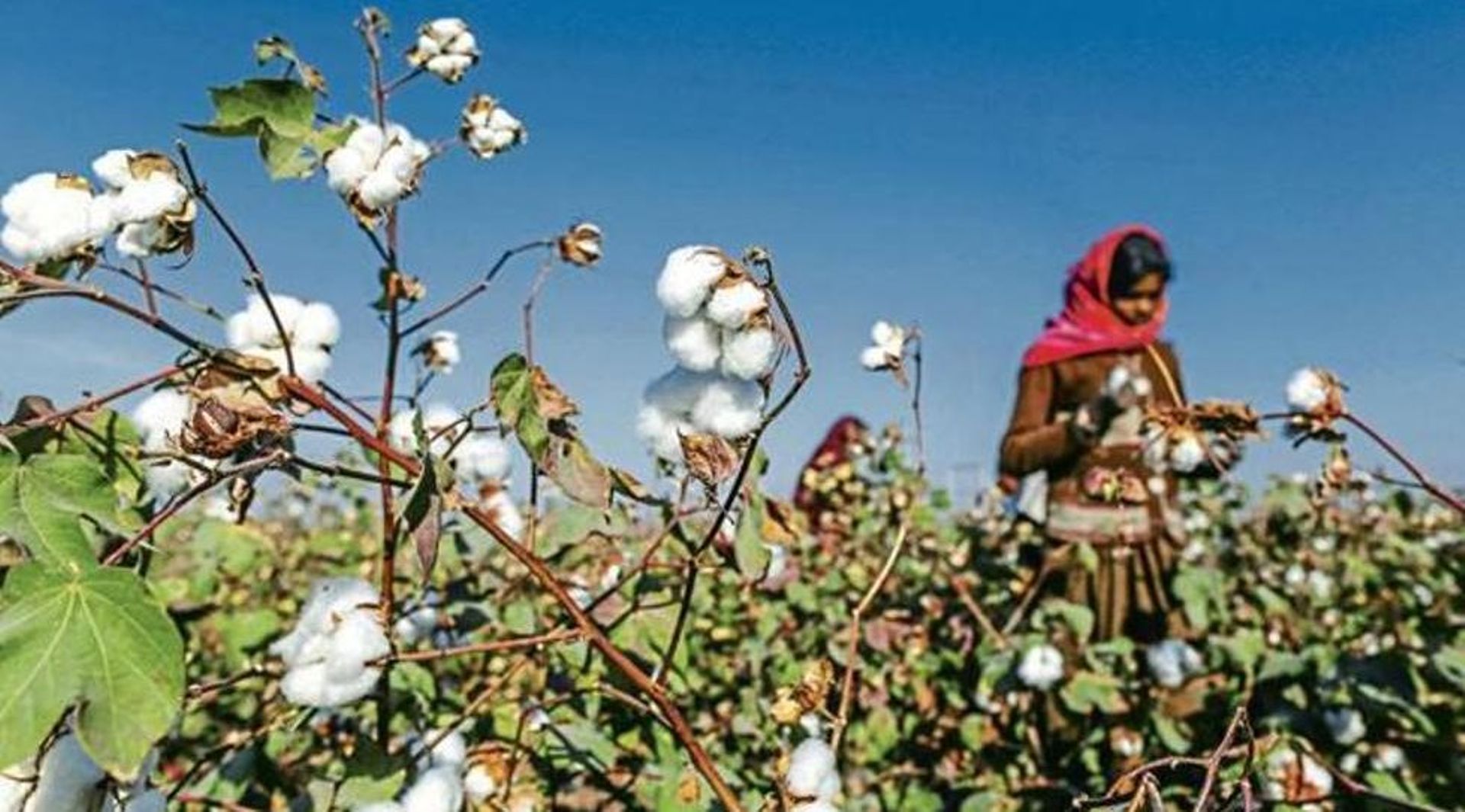 India: Chemical firm UPL in early talks to buy stake in Kaveri Seeds