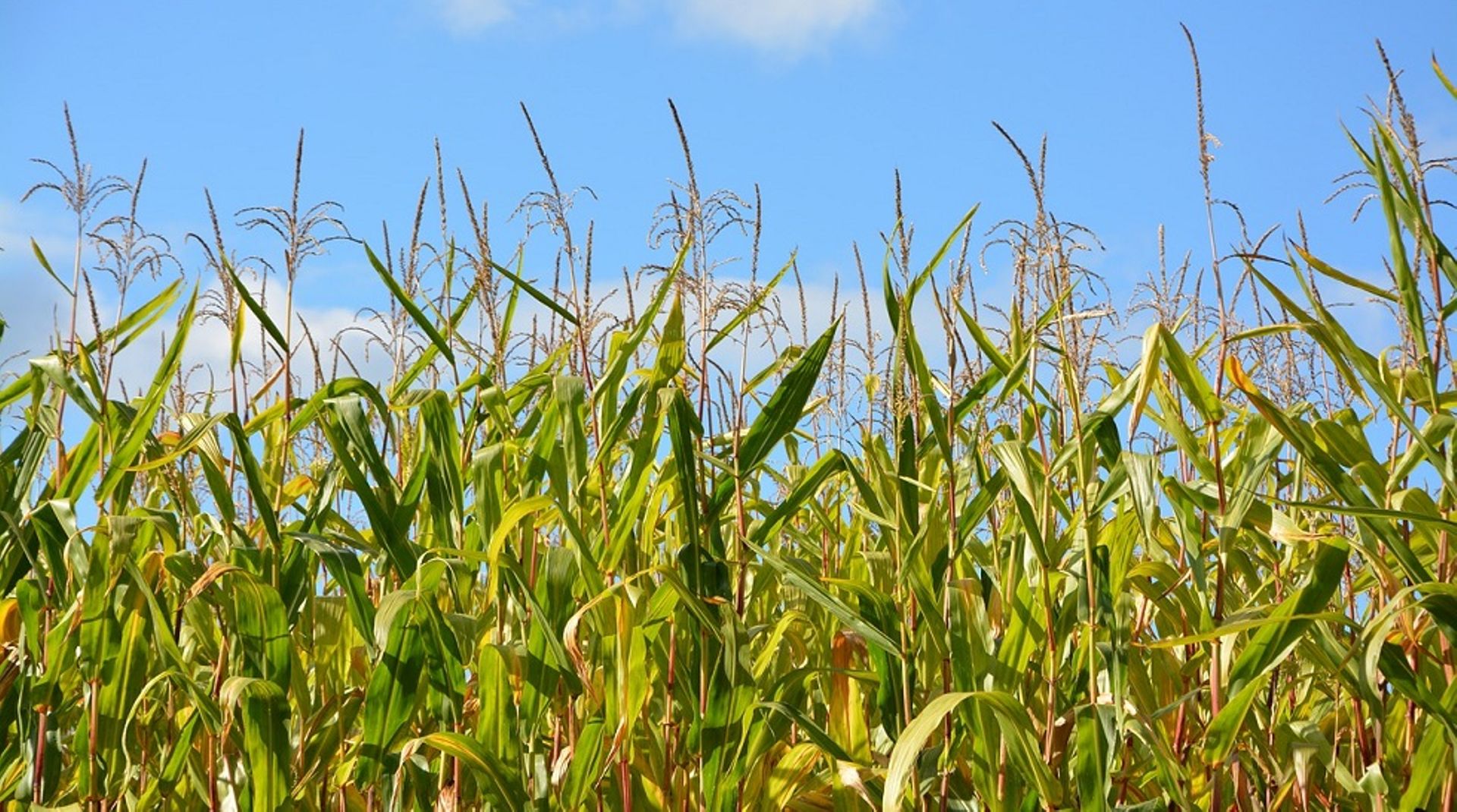 Temasek backs $70m funding round for US agri startup Pivot Bio