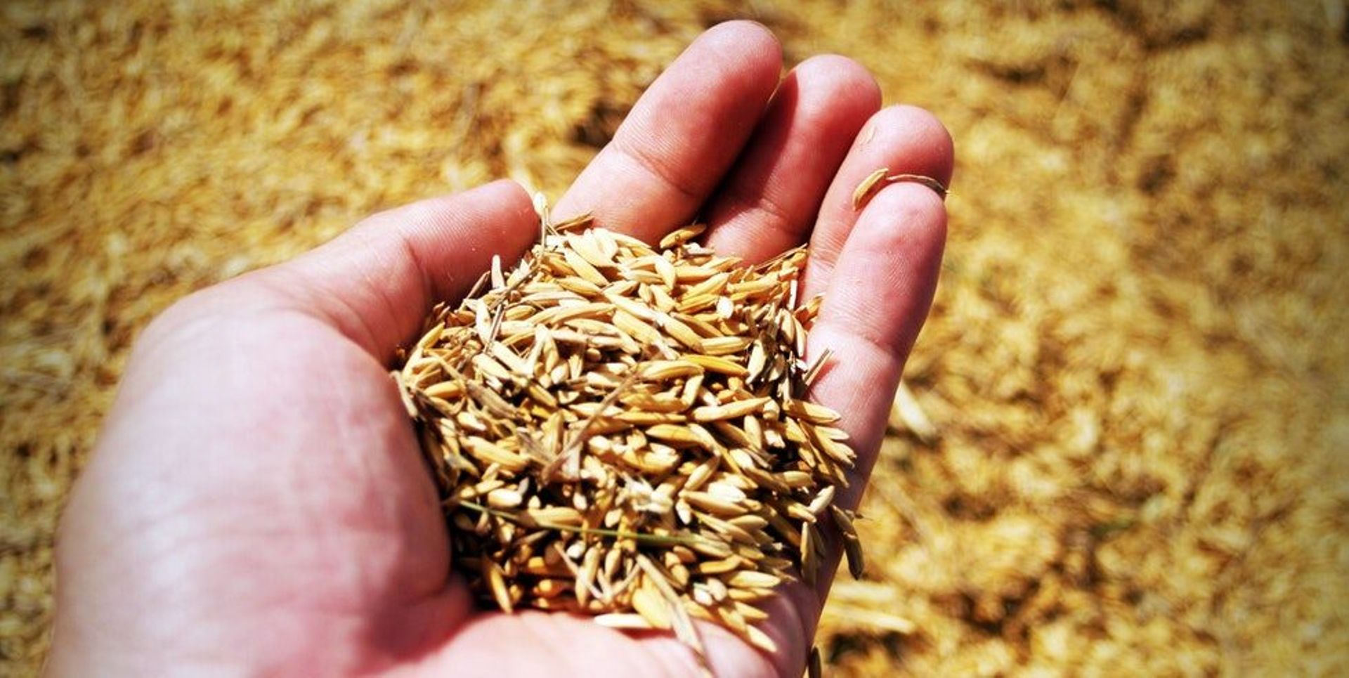 SoftBank-backed farming startup Plenty in talks to raise $100m