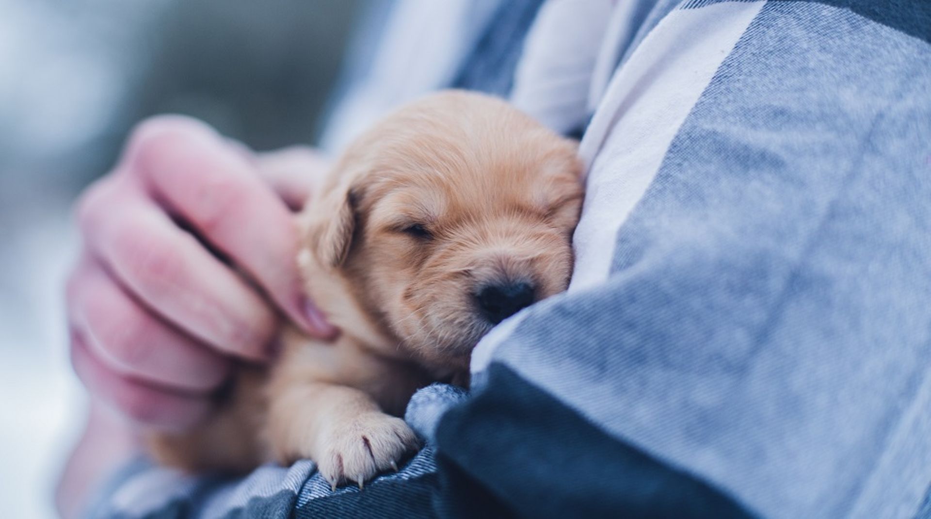 Hillhouse said to mull $500m IPO for China animal hospital assets