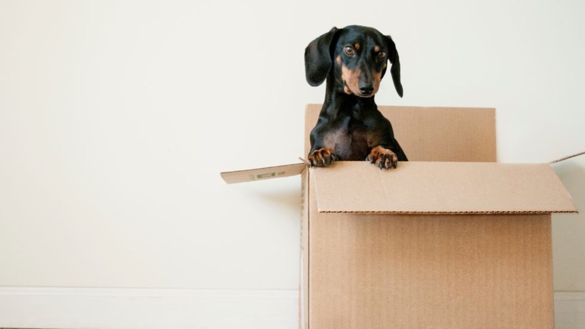 Chinese pet food producer to invest $20m in Jinding Capital's new RMB fund