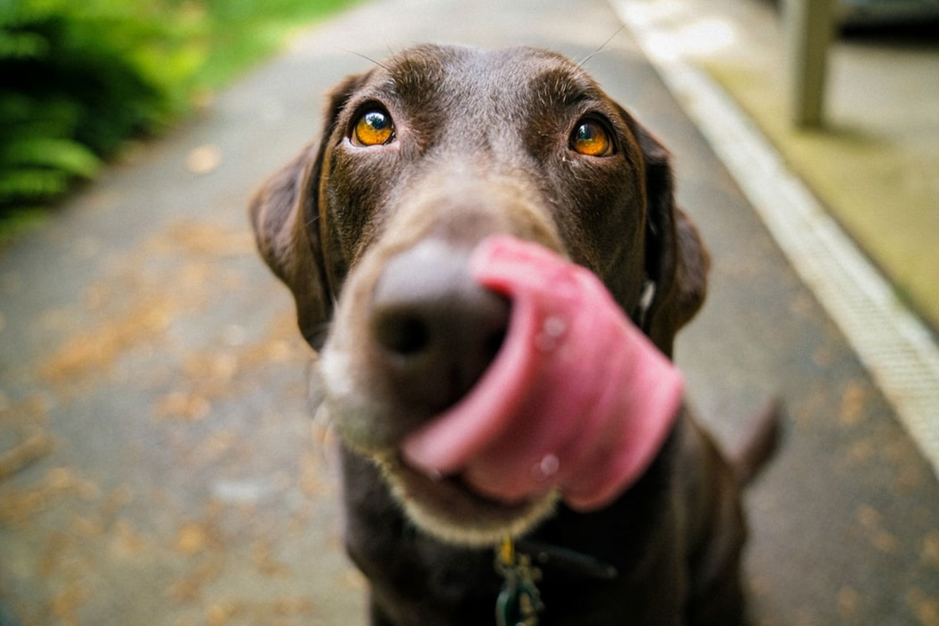 SoftBank Group-backed Wag Labs eyes sale after growth stalls