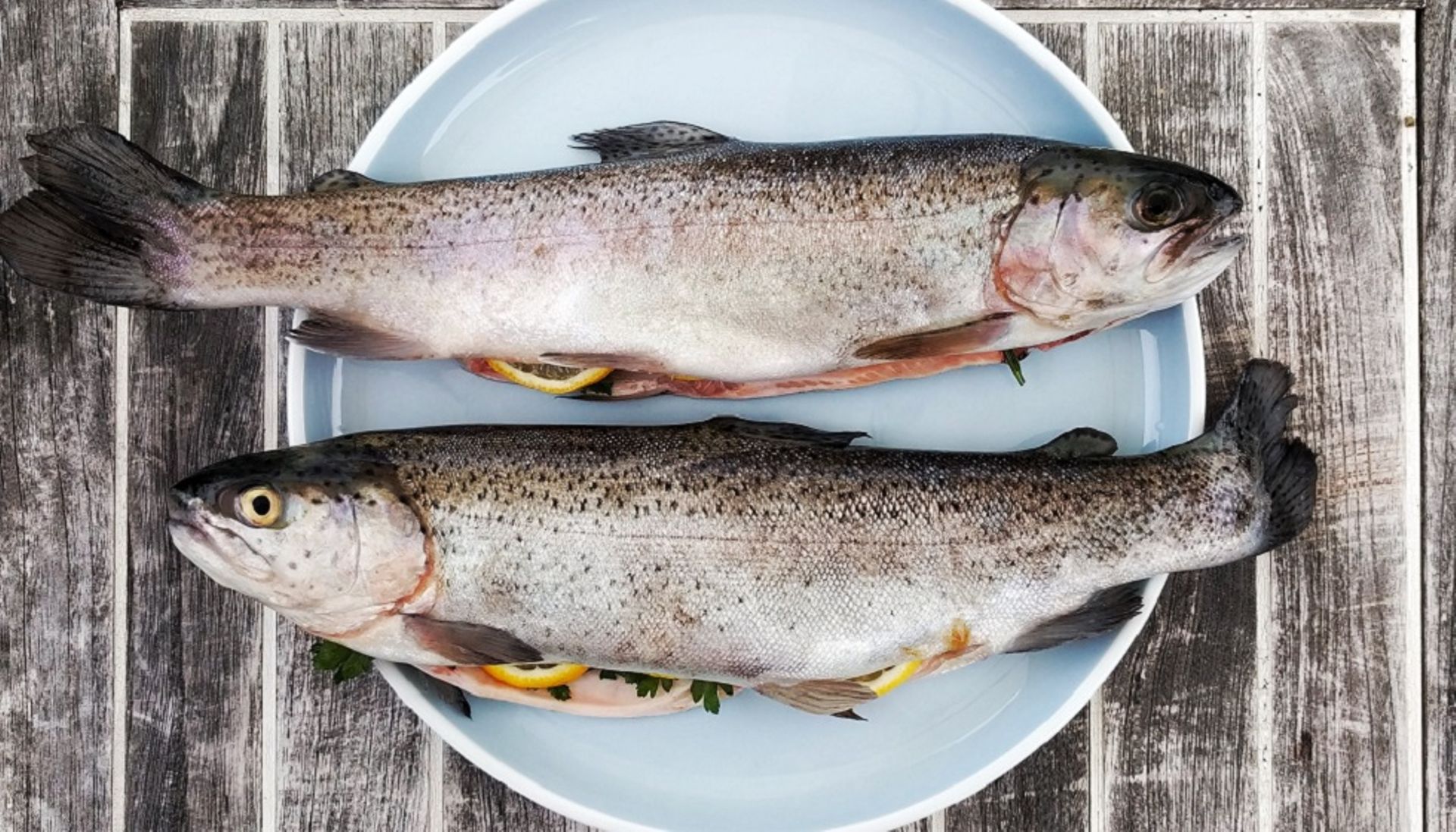 Indonesian aquaculture startup eFishery in talks with Northstar, Go-Ventures for new funding