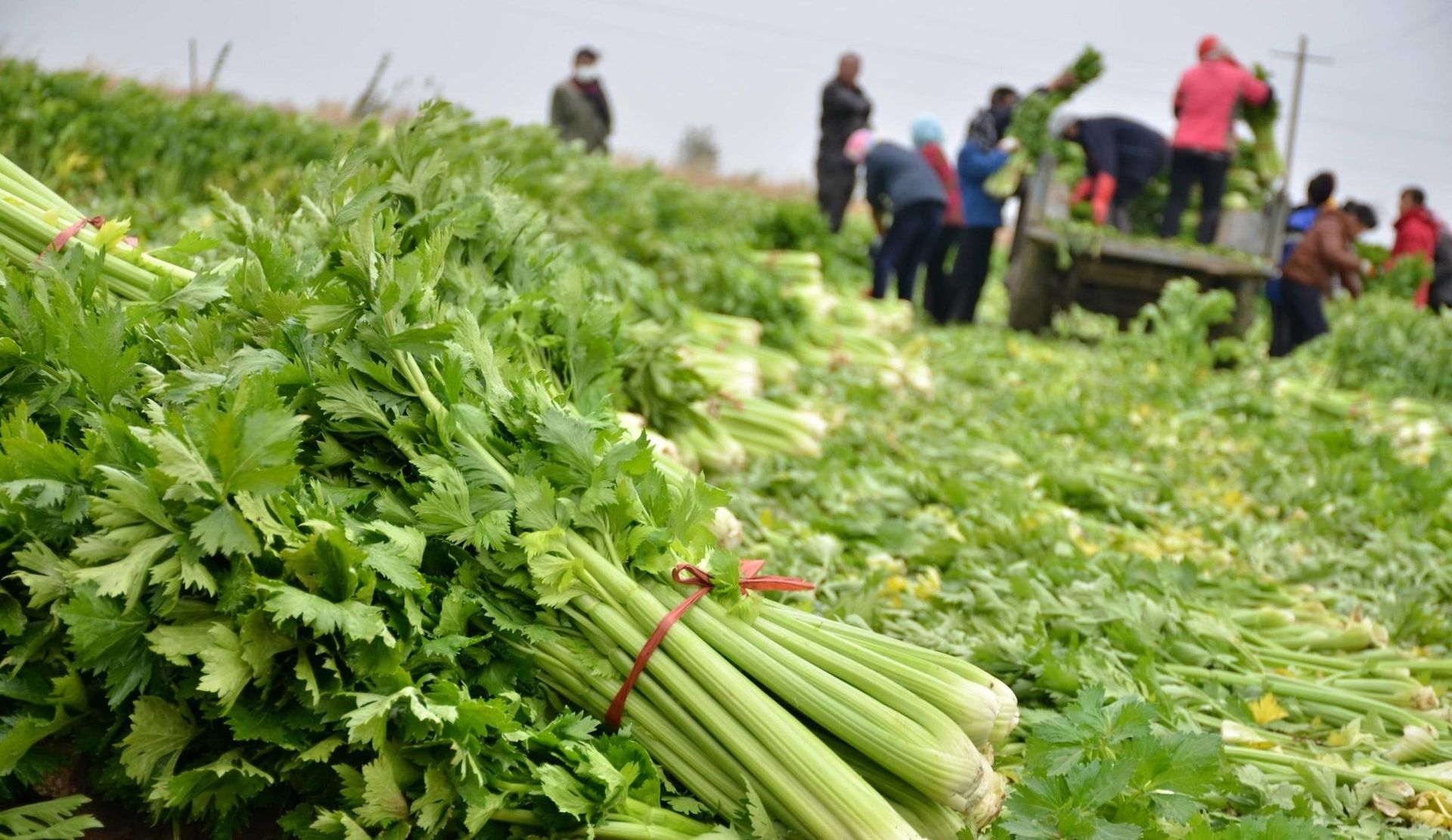 Crop protection company ADAMA picks 50% stake in Huifeng unit for $53m