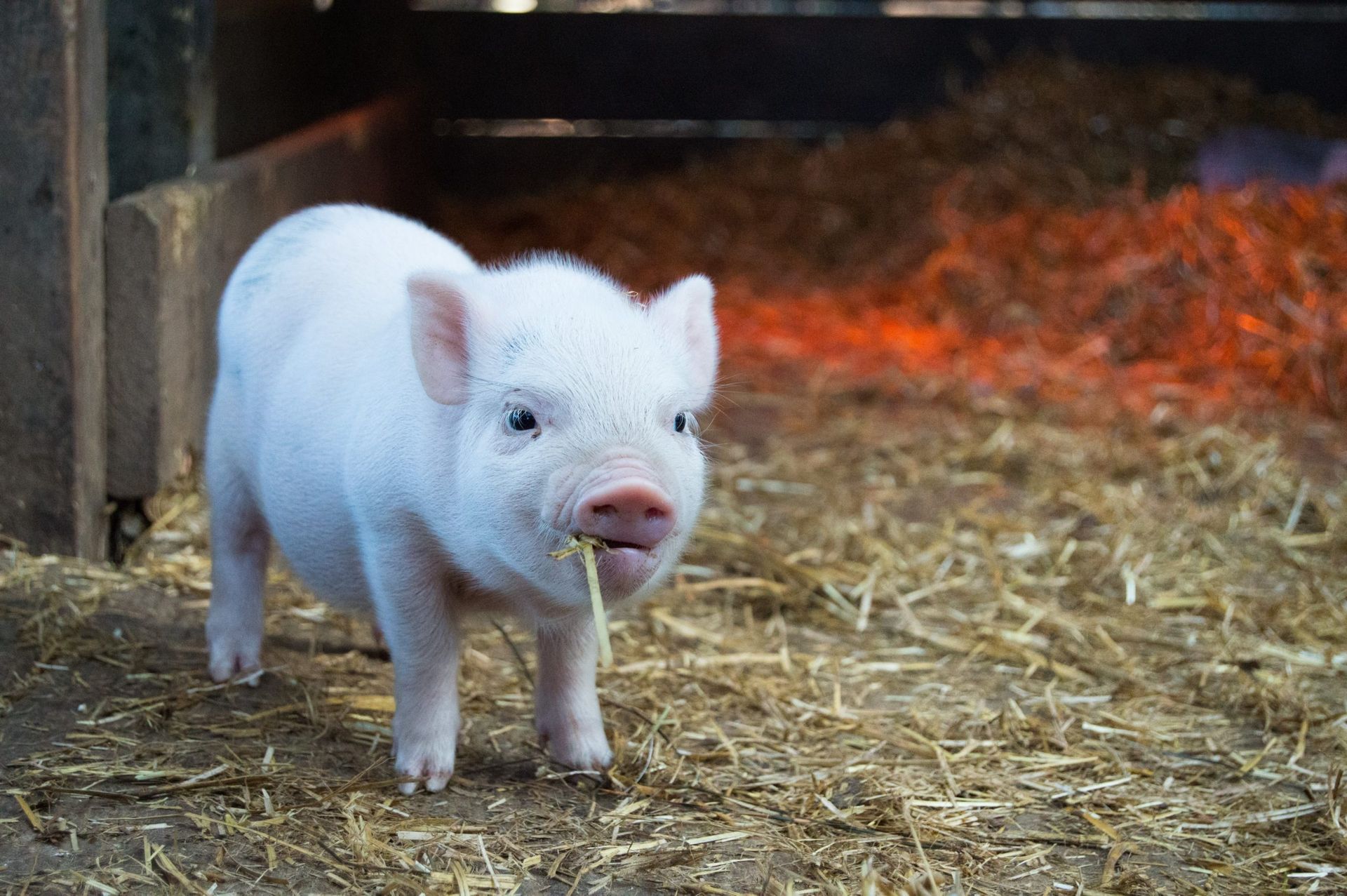 IFC weighs up to $150m loan facility for Chinese pig farmer Muyuan Foods