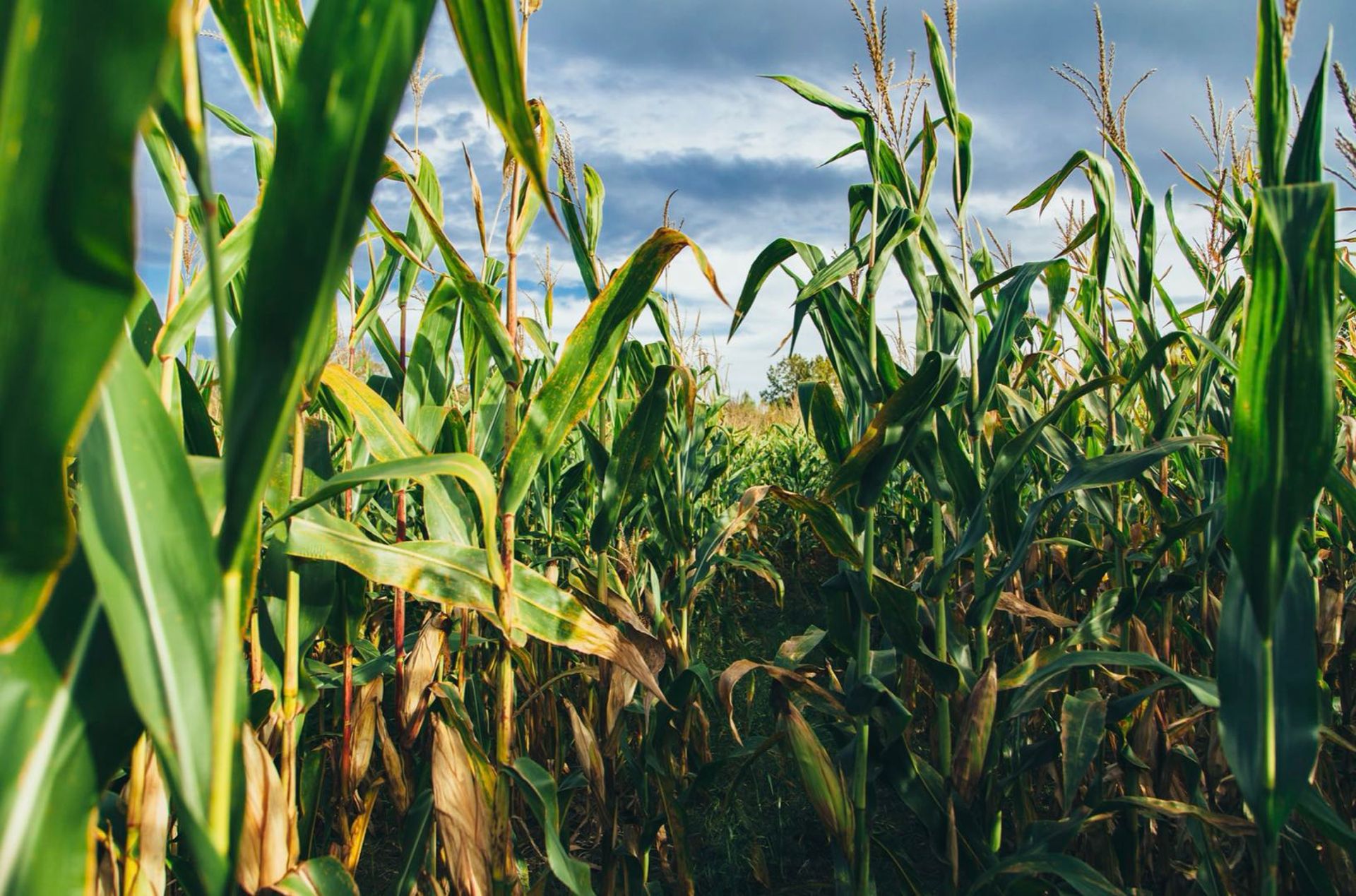 Chinese lactic acid products maker Jindan floats $90m IPO on ChiNext