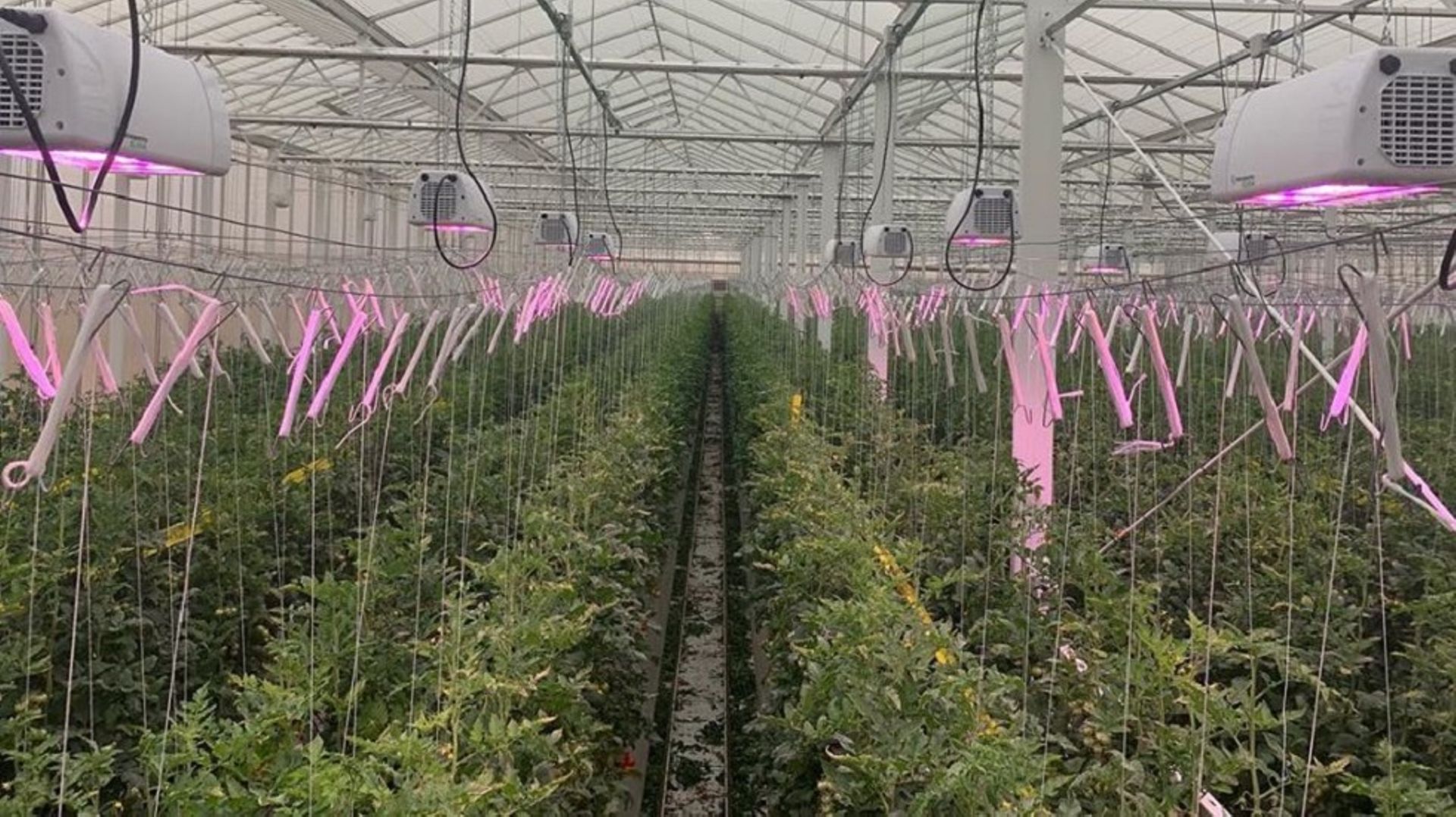 MENA agribusiness Pure Harvest bags $100m commitment from Kuwait's Wafra