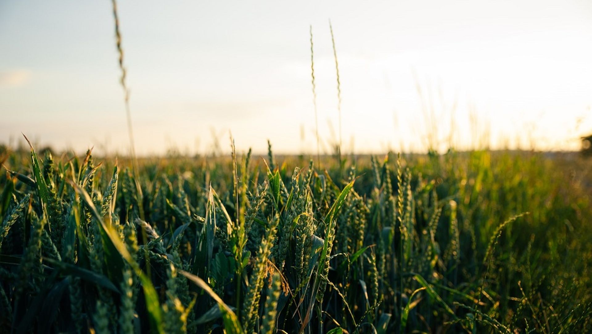 Temasek joins $250m funding round for agtech firm Farmer’s Business Network