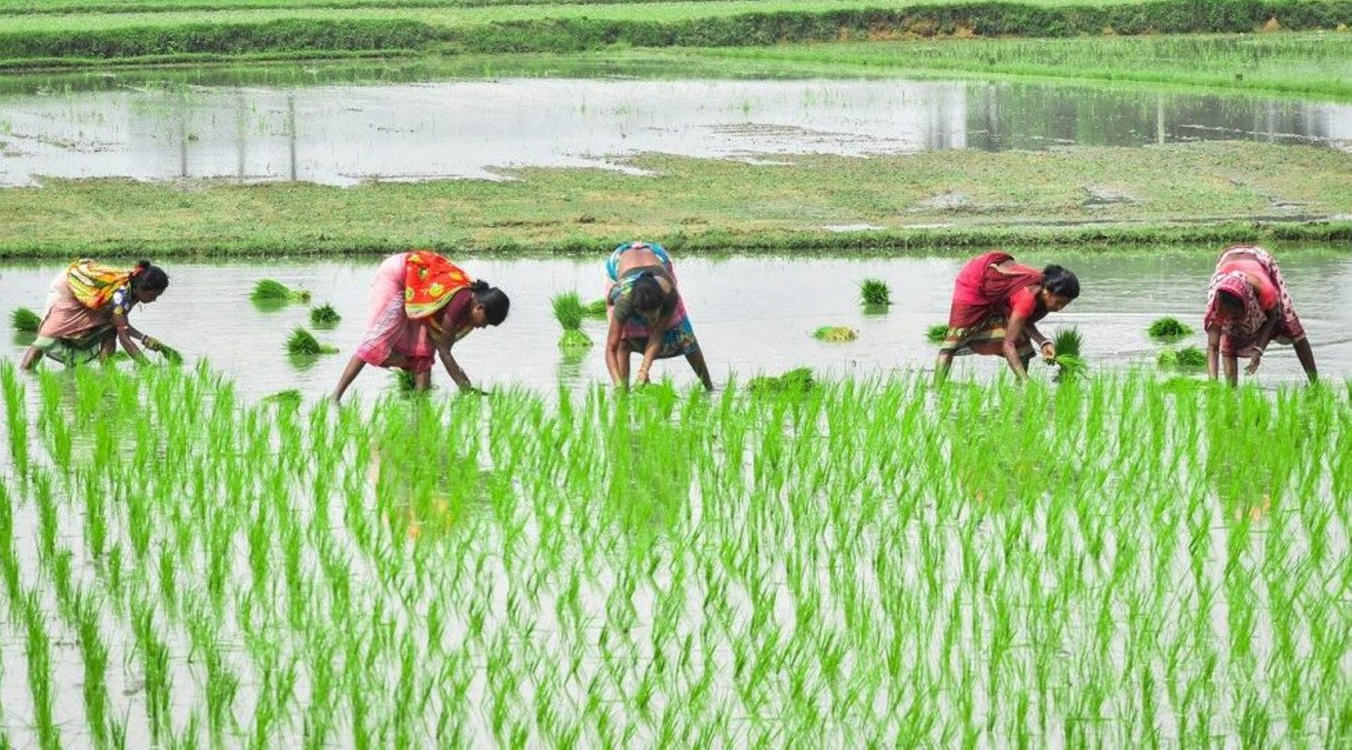 Prosus Ventures leads $30m funding in Indian agritech startup DeHaat