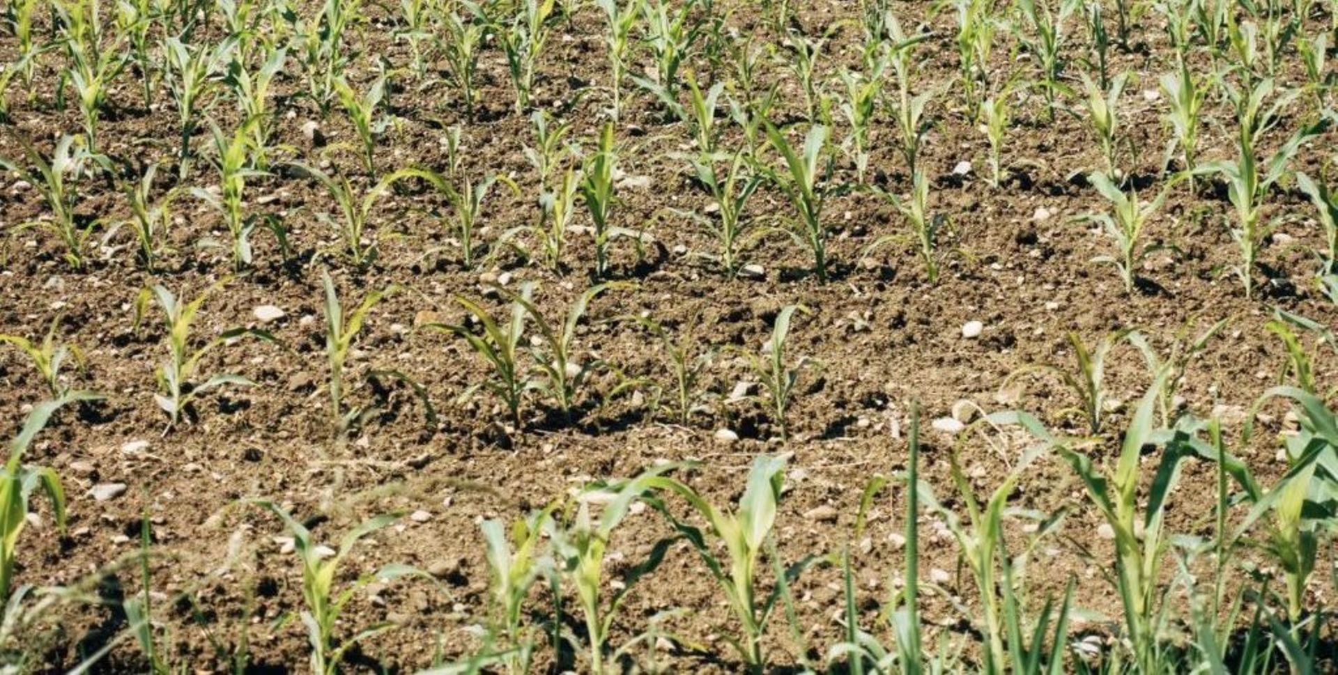 China Digest: Muliang eyes $40m Nasdaq IPO; neoX Biotech, Resproly raise fresh capital