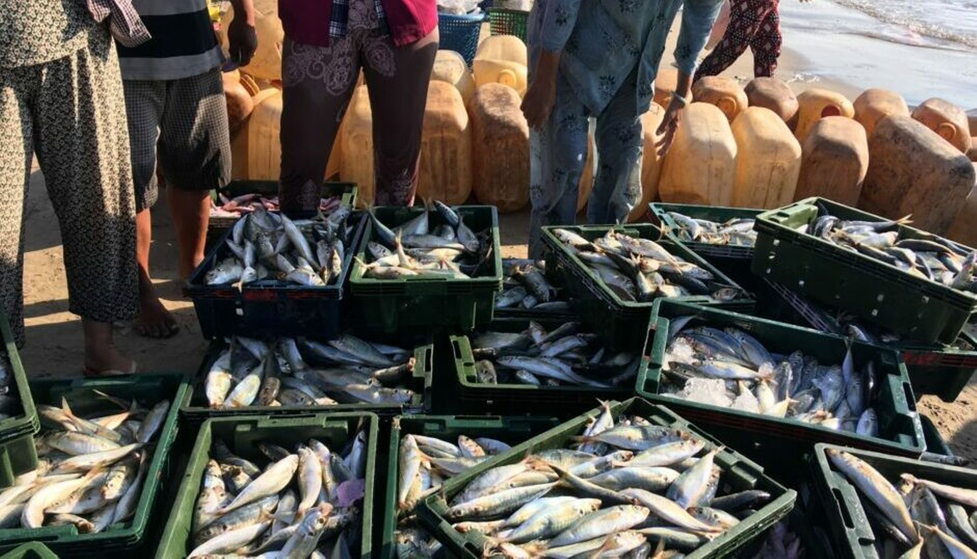 Indonesian aquaculture startups eFishery, Aruna in talks to raise funding